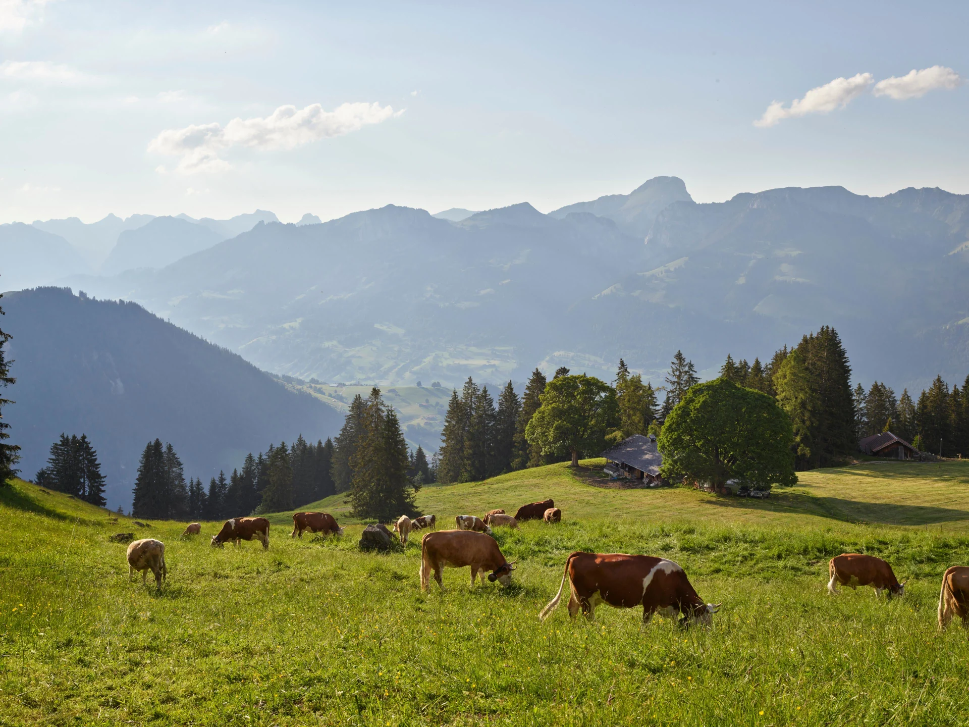 Les vaches mangent de l'herbe dans les pâturages de montagne