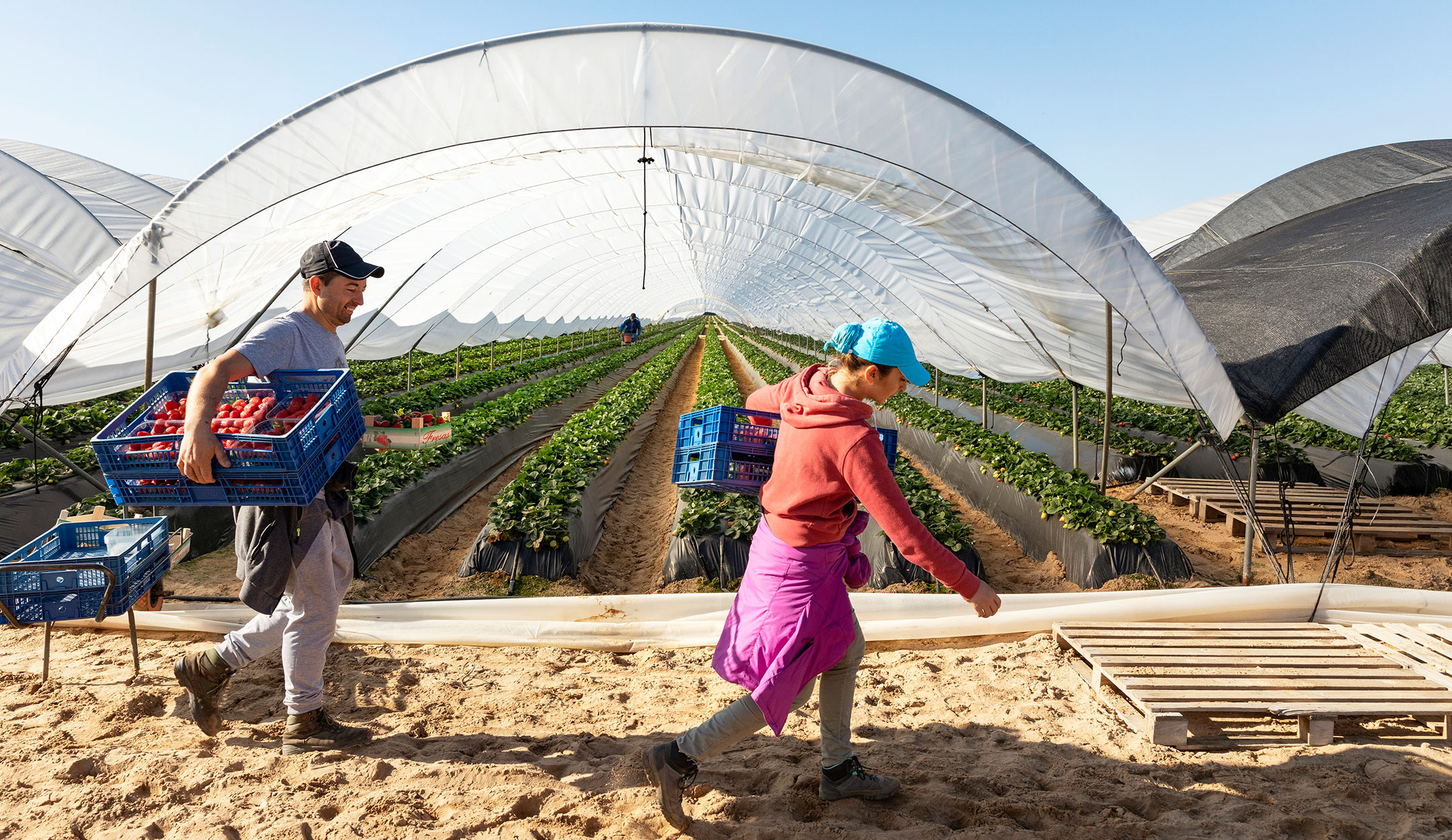 Un cueilleur et une cueilleuse de fraises devant une serre