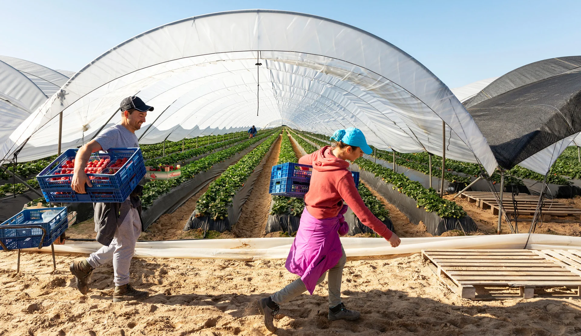 A man and a woman picking strawberries in front of a greenhouse