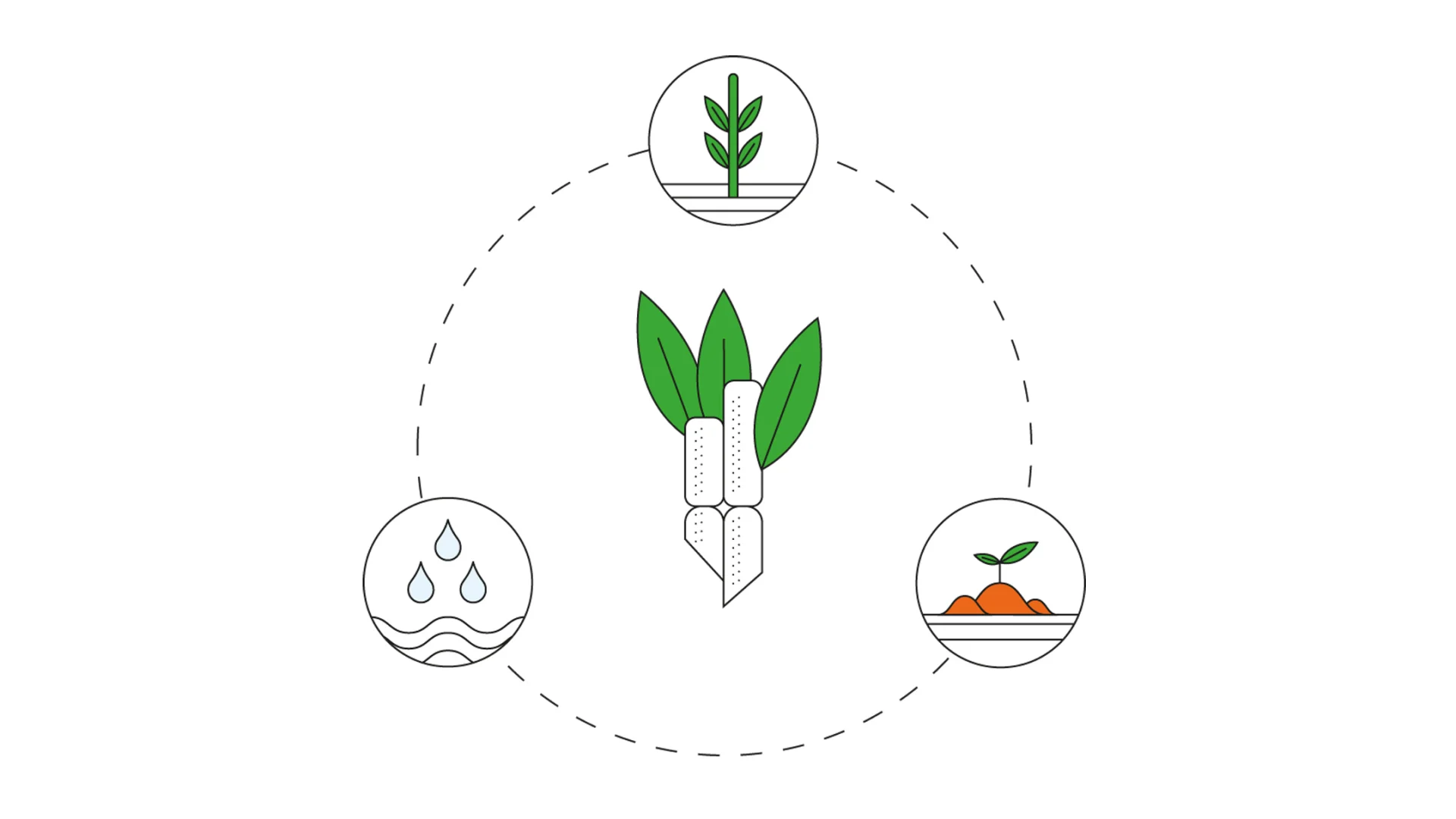 The illustration shows a cycle with three stages. The first features a young plant, the second a fully grown plant and the third falling rain.