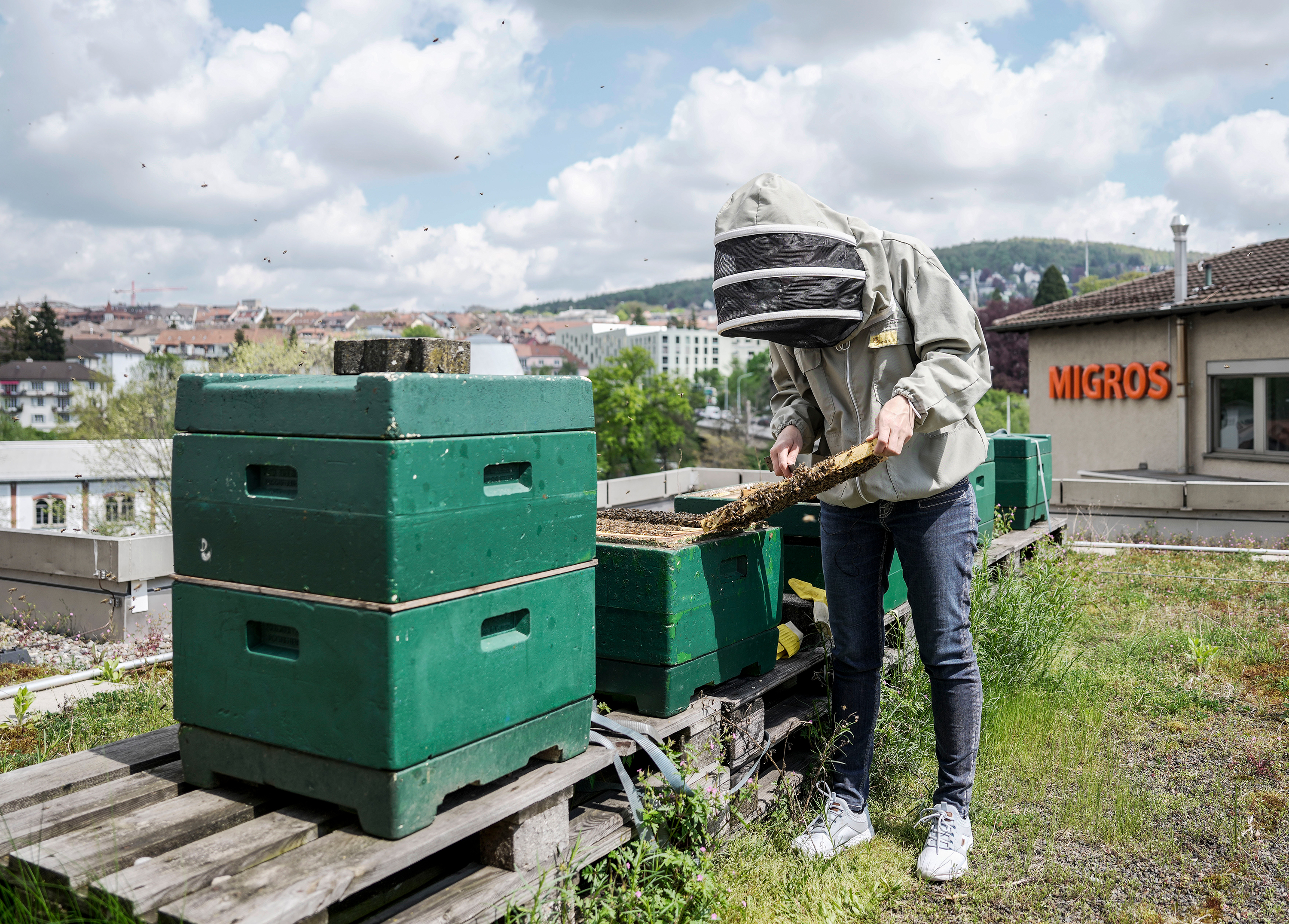 In grünen Kisten wohnen die Bienen.