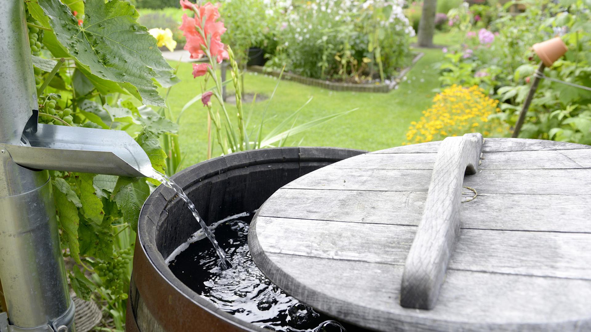 L'acqua piovana si raccoglie in un apposito barile.