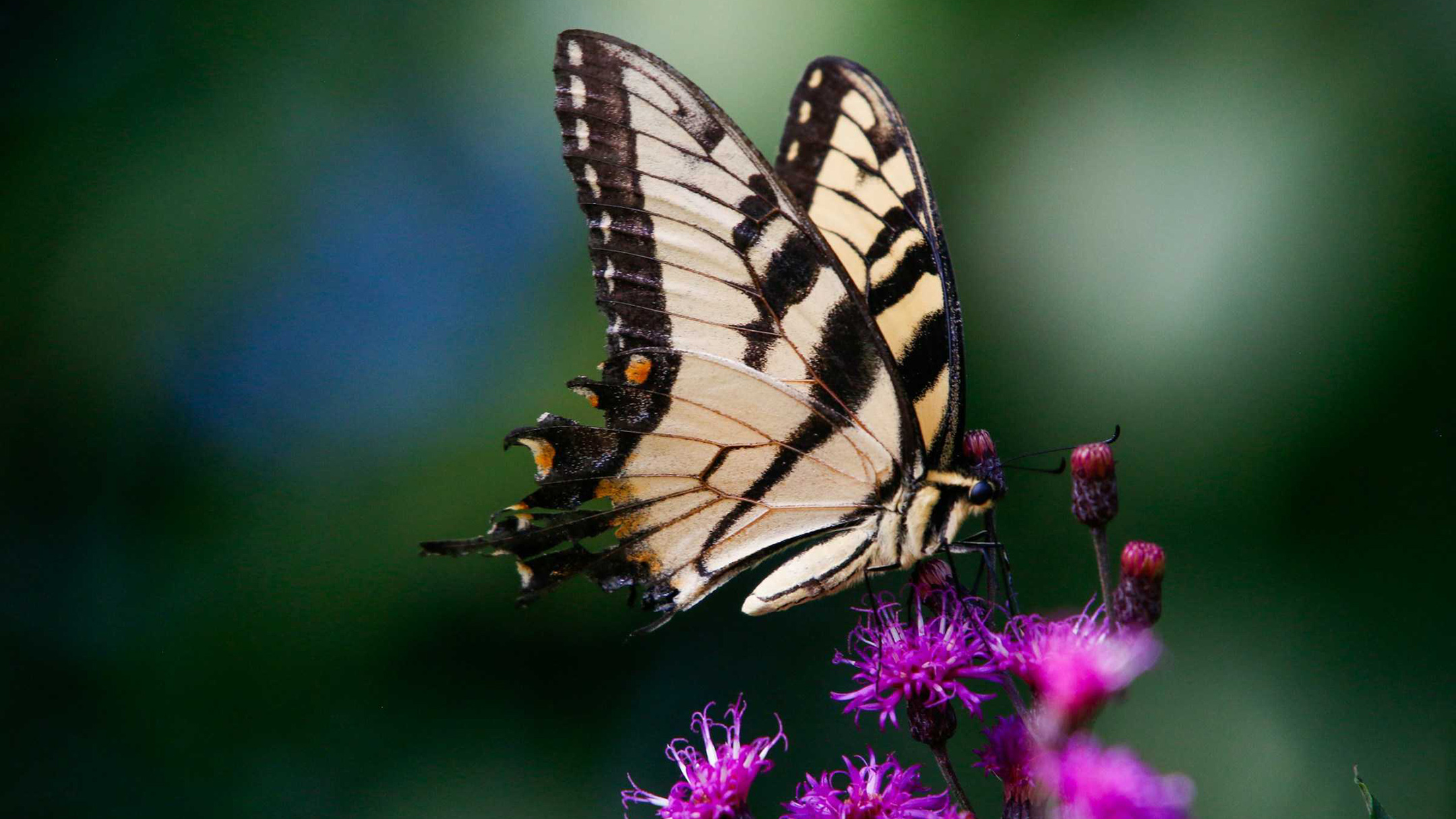 Un papillon sur une fleur violette