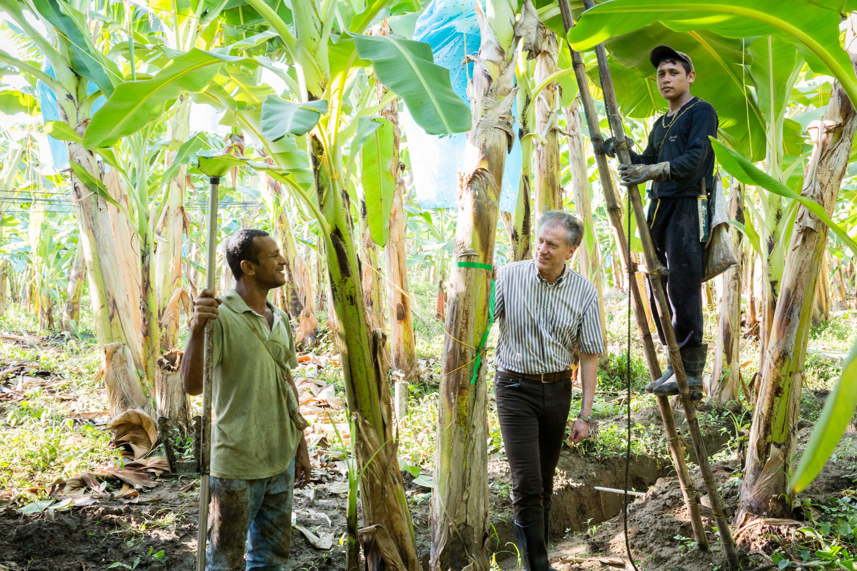 Herbert Bolliger dans une plantation de bananes en Colombie.