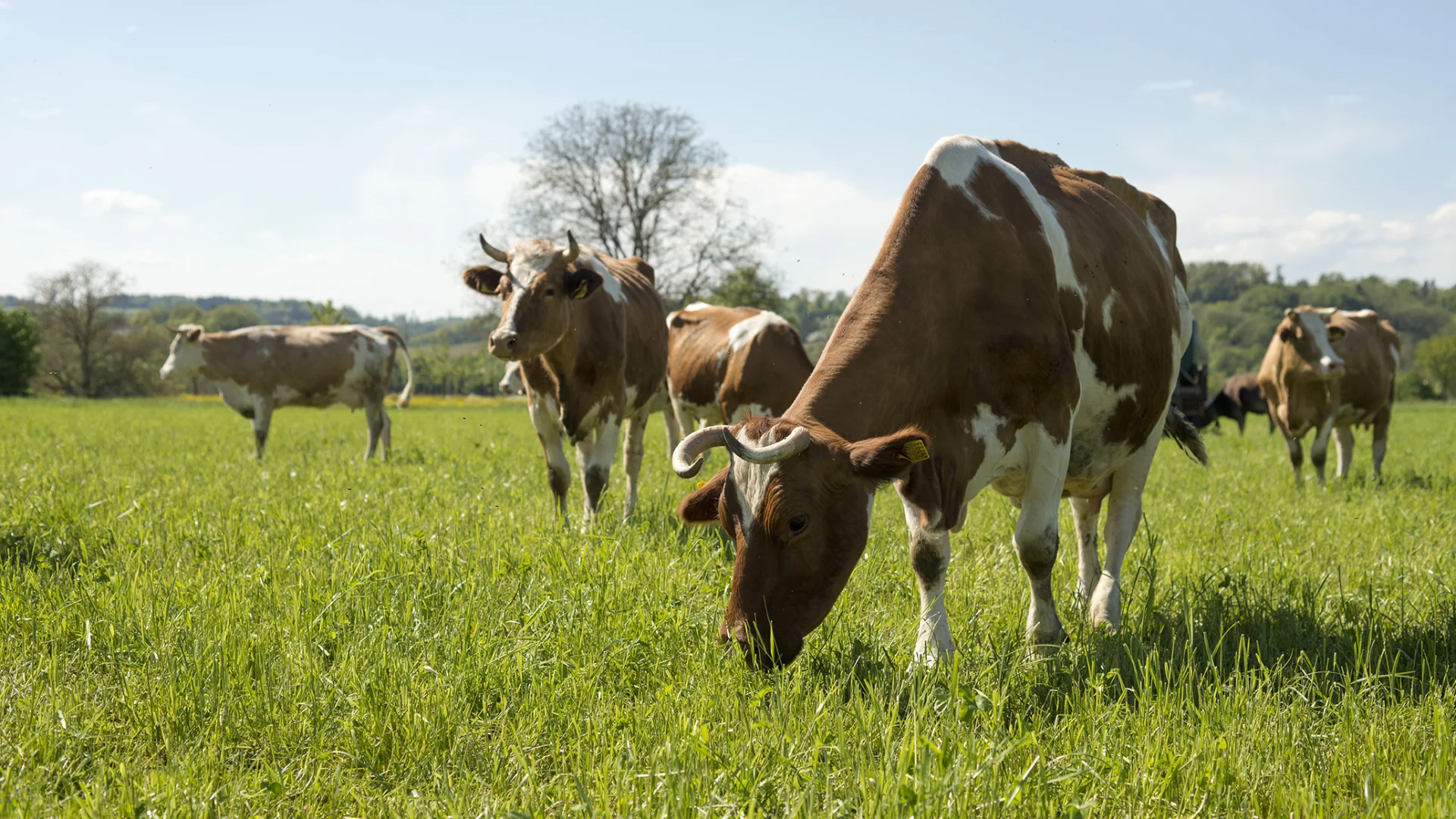 Bœufs en train de paître: une attention particulière est accordée à l’alimentation, à la liberté de mouvement et au bien-être animal pour le bœuf de pâturage Migros.