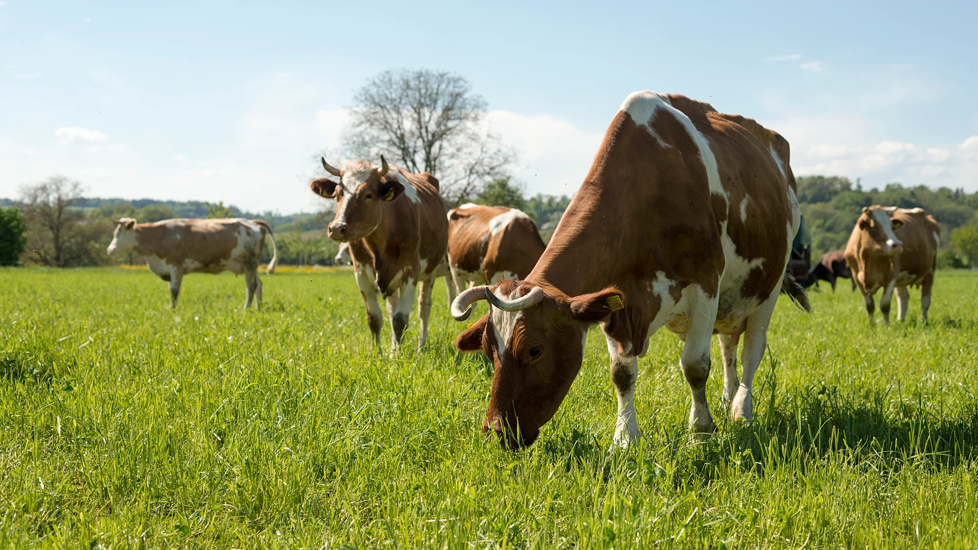Bœufs en train de paître: une attention particulière est accordée à l’alimentation, à la liberté de mouvement et au bien-être animal pour le bœuf de pâturage Migros.