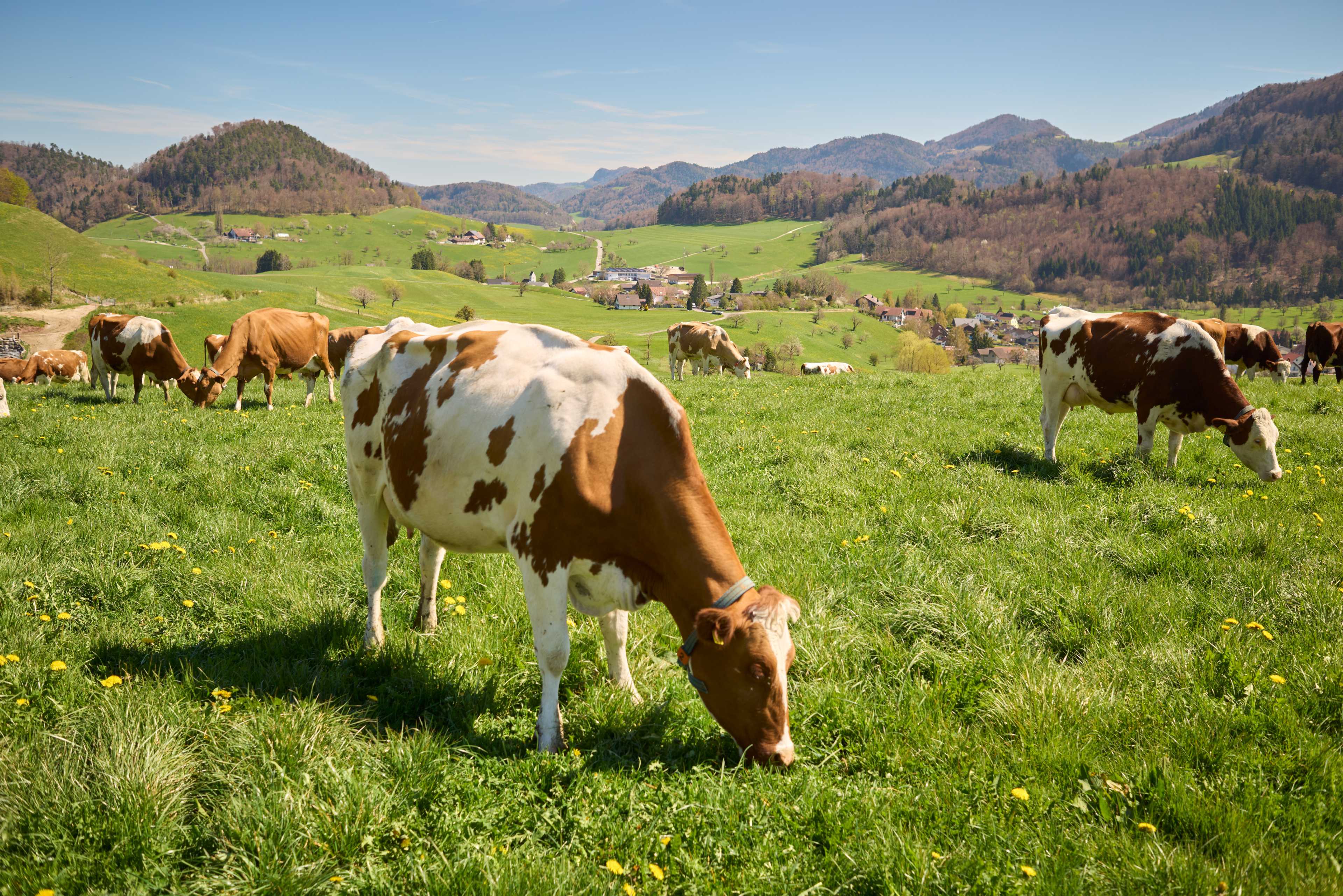 Dairy cow Pamela in the pasture. In the background, Bretzwil and the hills of the Basel Jura.