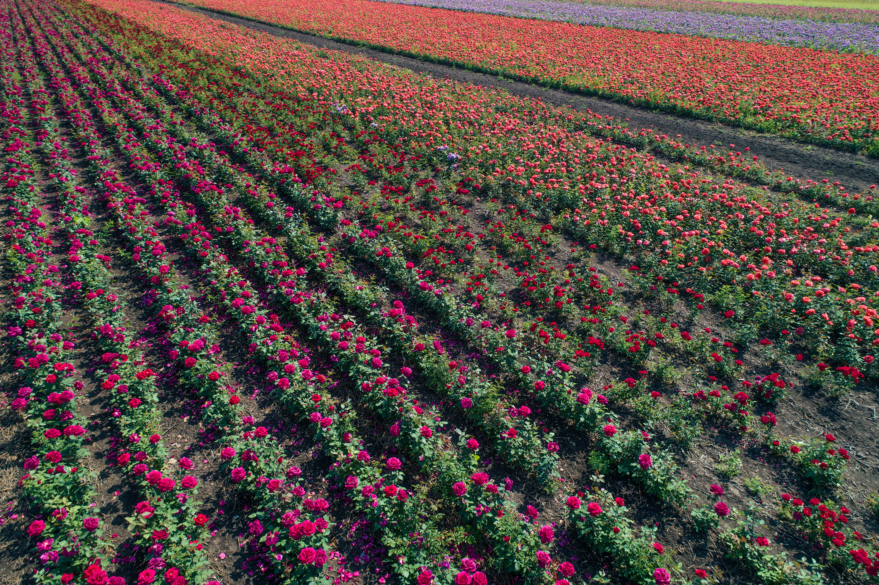 Rote Rosen auf einem Feld.