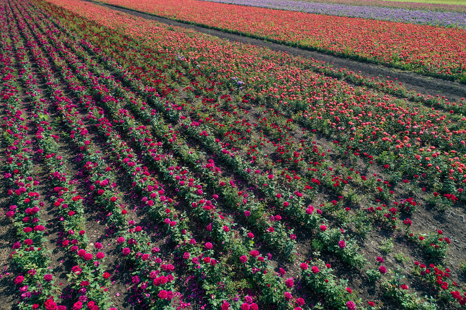 Champ de roses rouges.