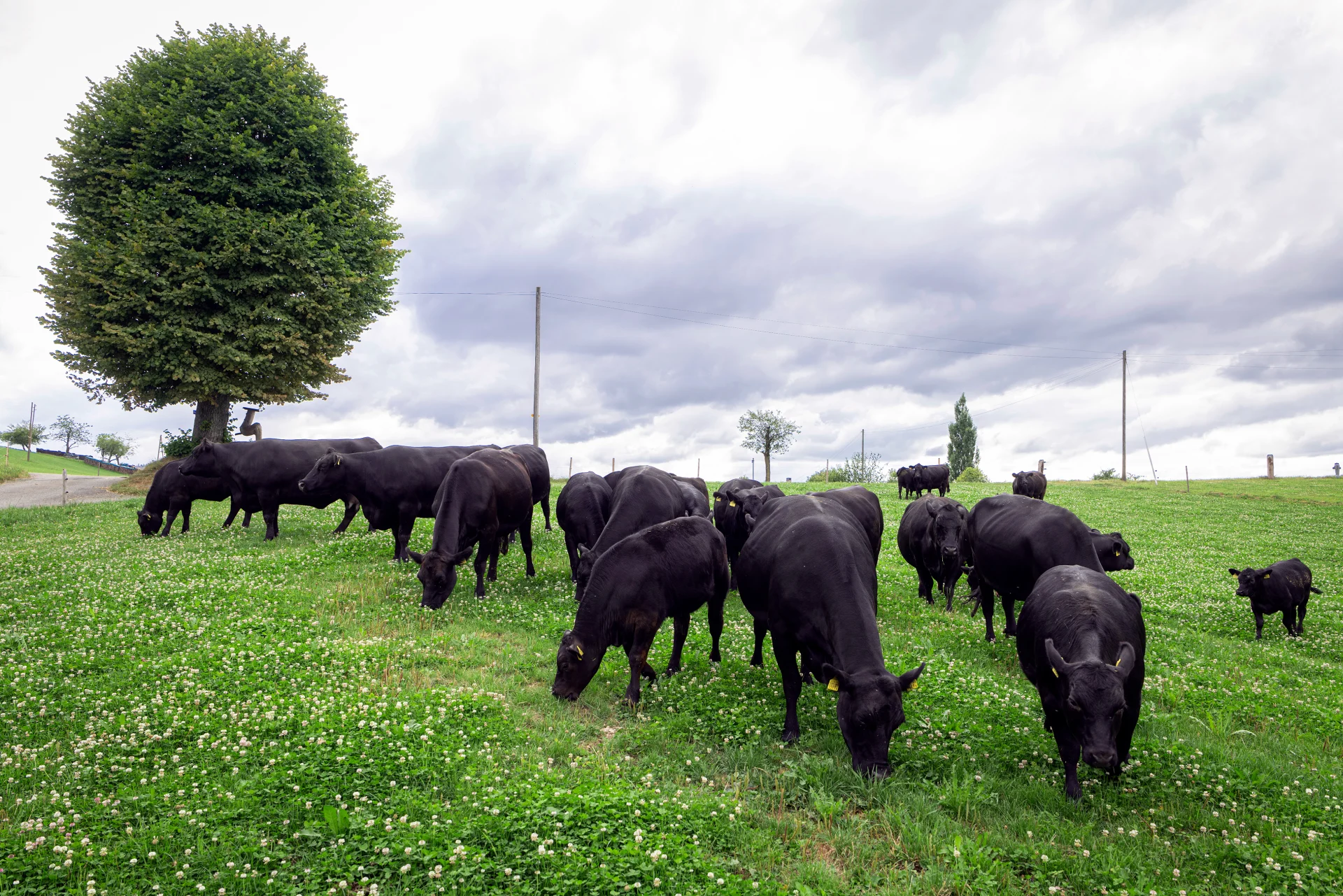 Mucche al pascolo su un prato verde.