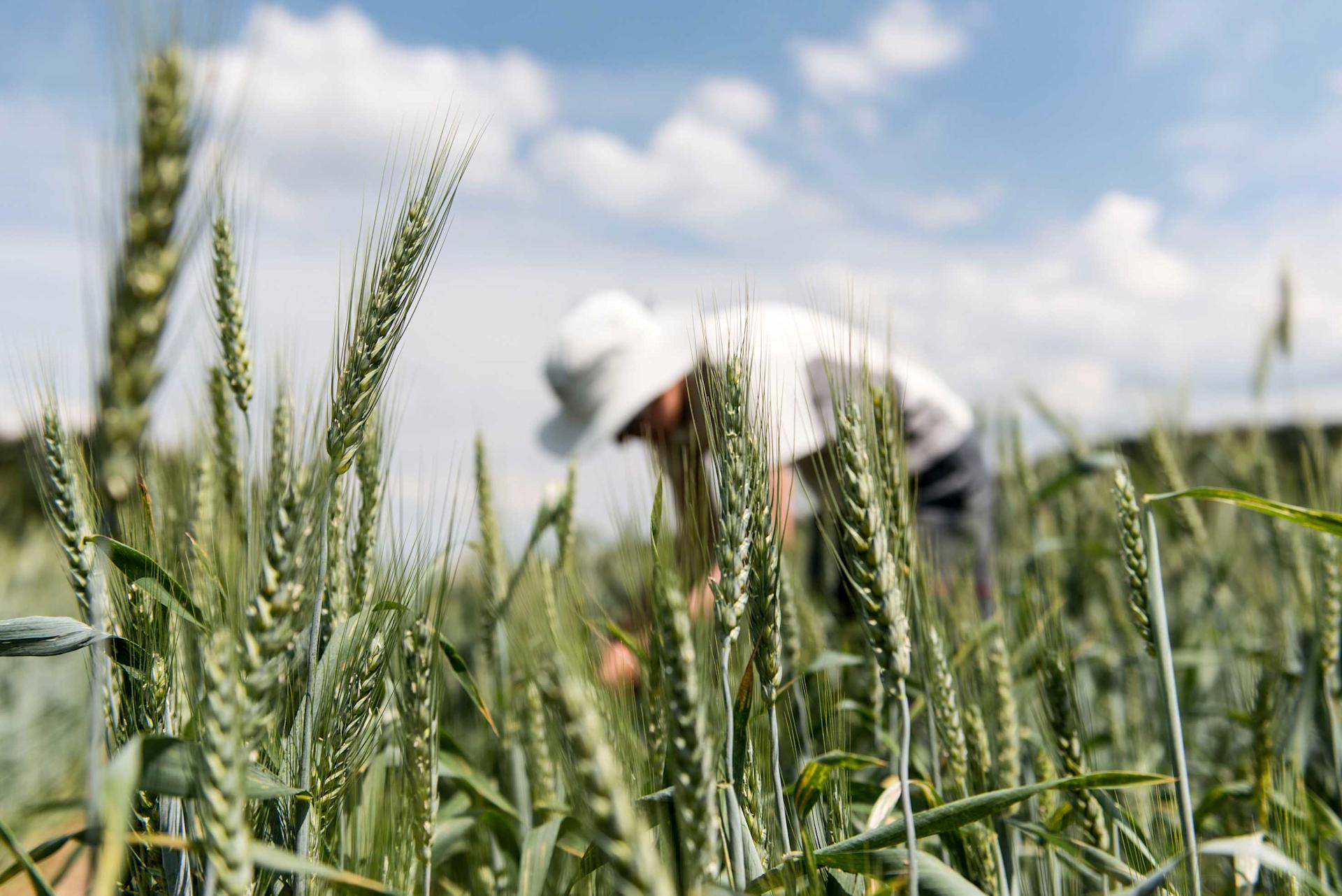 A person works in a wheat field.