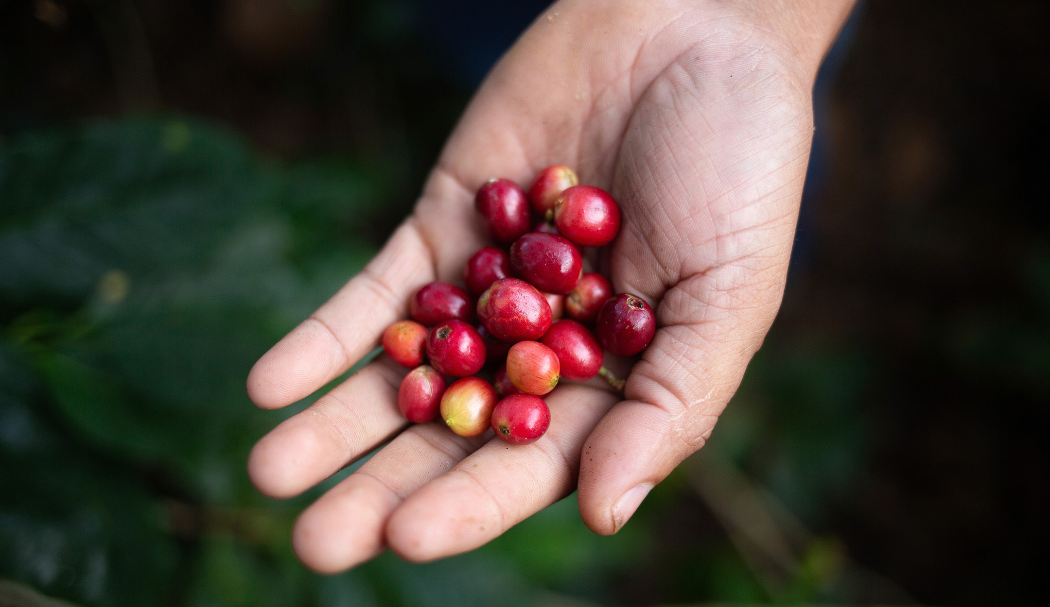 Le bacche di caffè mature si riconoscono dal loro bel colore rosso.