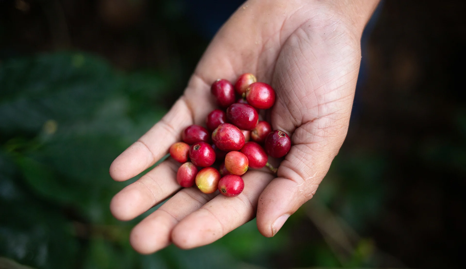 Le bacche di caffè mature si riconoscono dal loro bel colore rosso. Le bacche di caffè mature si riconoscono dal loro bel colore rosso.