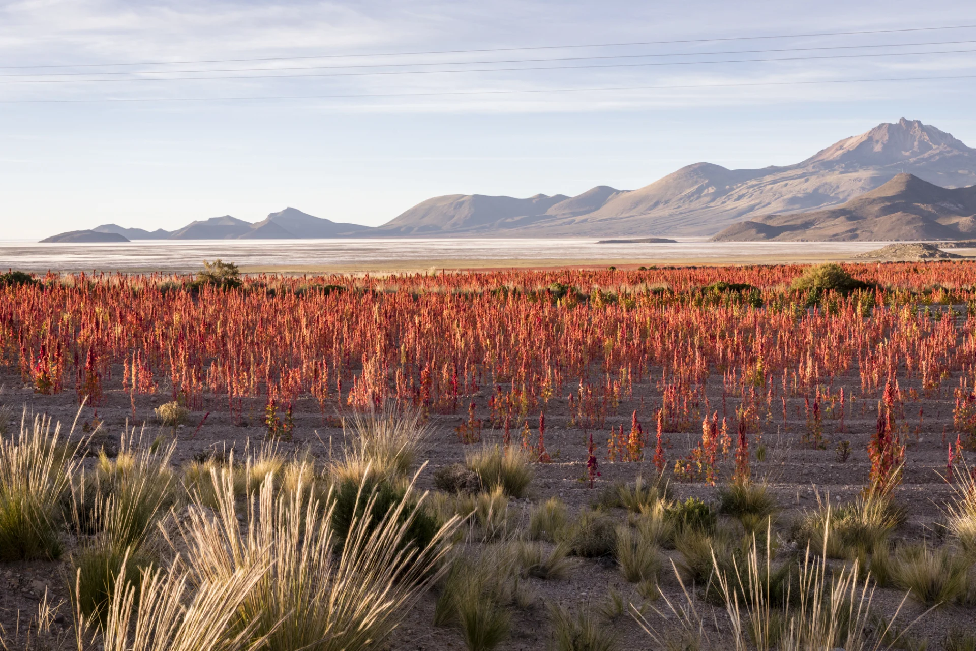 A quinoa field in the foreground, behind it hills of the Bolivian highlands ​