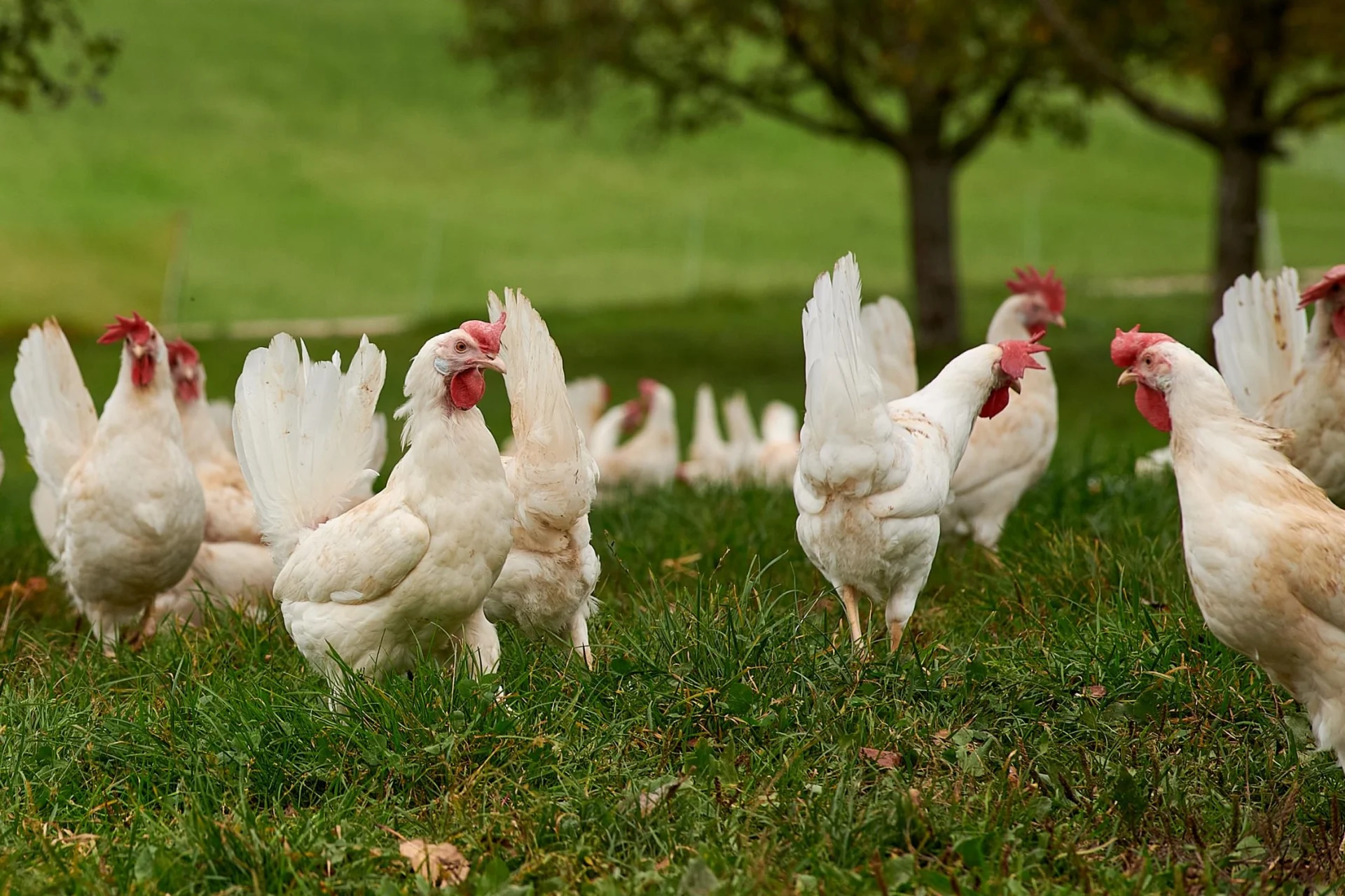 Verschiedene weisse Hühner auf einer grünen Wiese