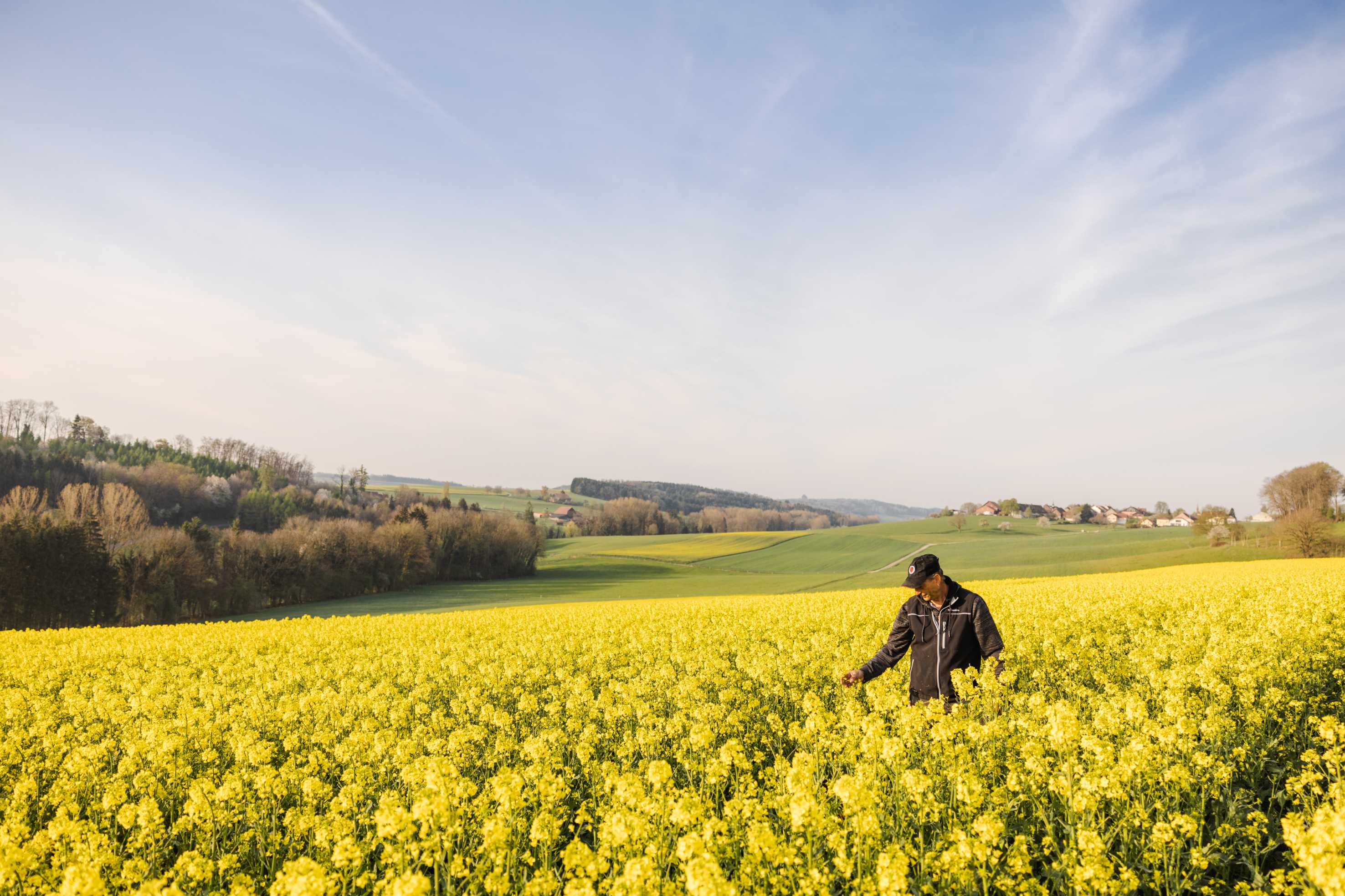 Un contadino è in piedi in un campo di colza gialla sotto l'ampio cielo azzurro