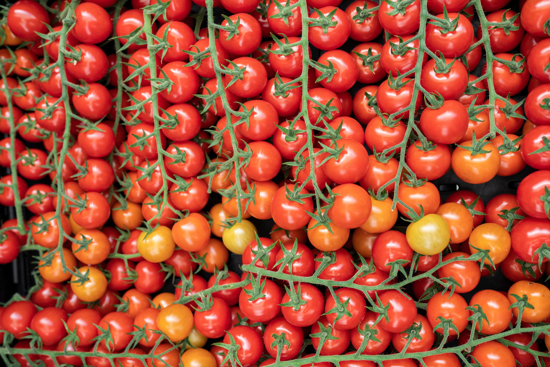 L'herbe ensilée répandue sur le sol doit redonner vie à la terre.