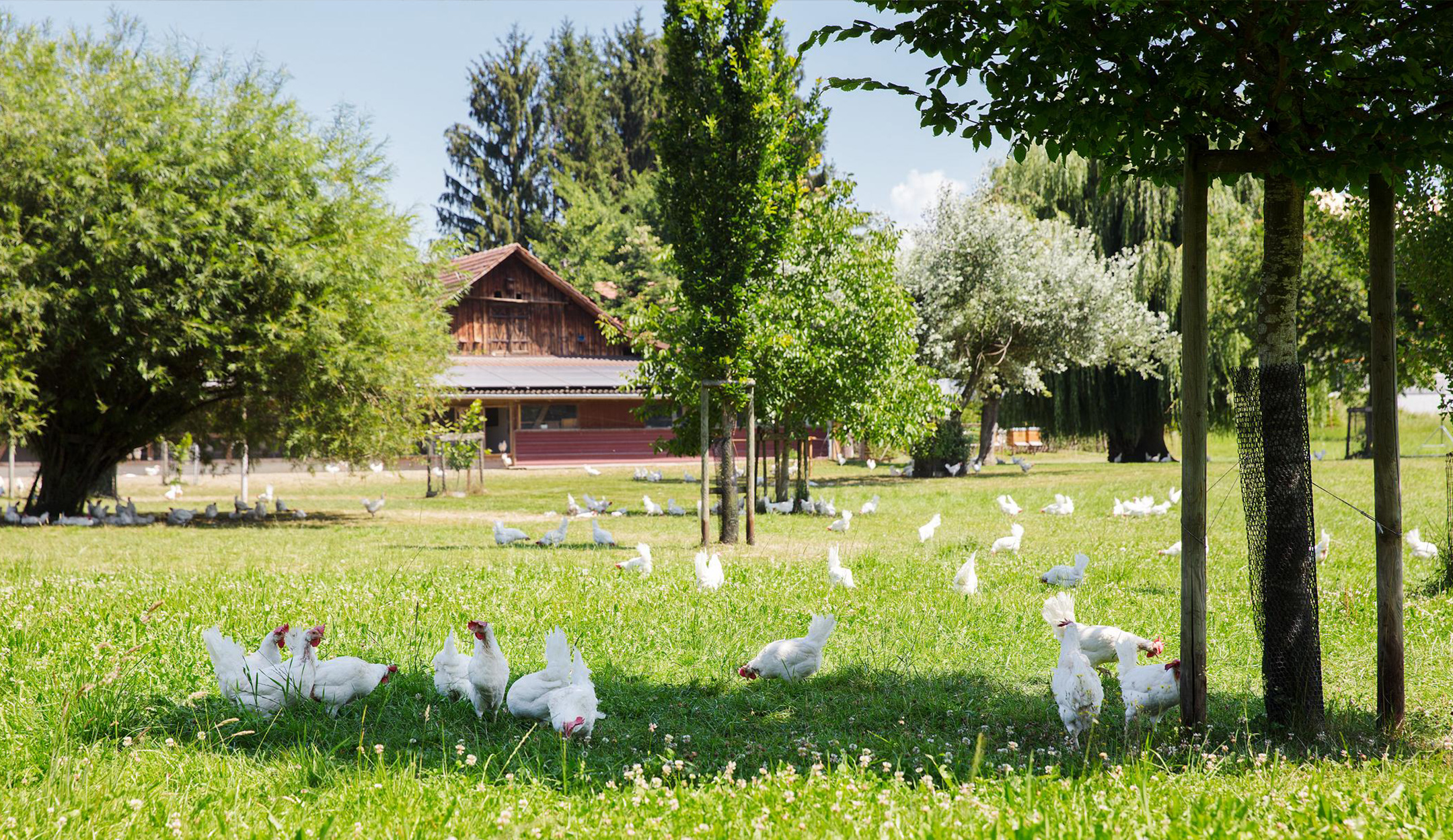 Un groupe de poules dans un endroit ombragé de la prairie. 