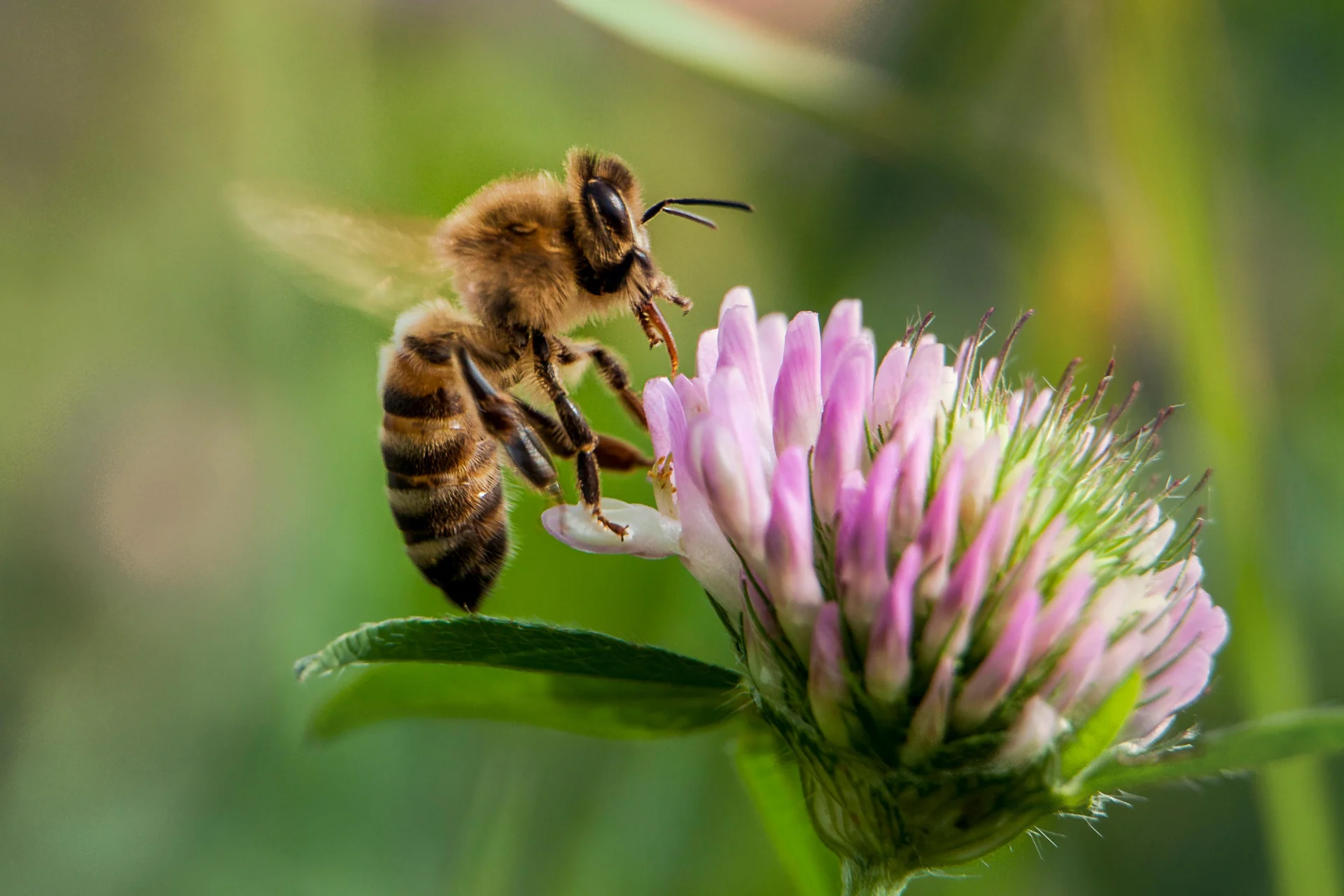 Biene landet auf einer Blume