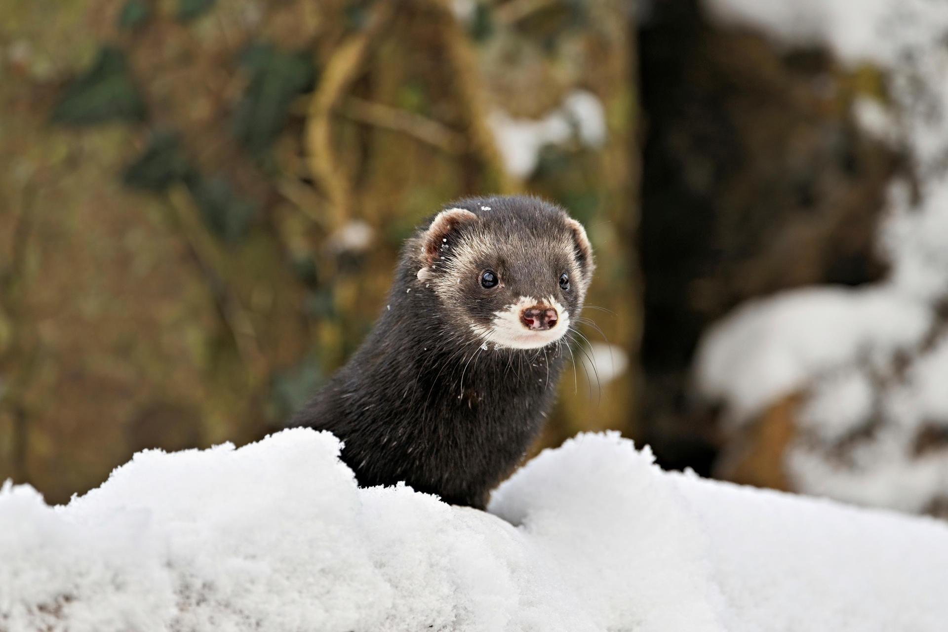 A polecat in the snow looking in the direction of the viewer.