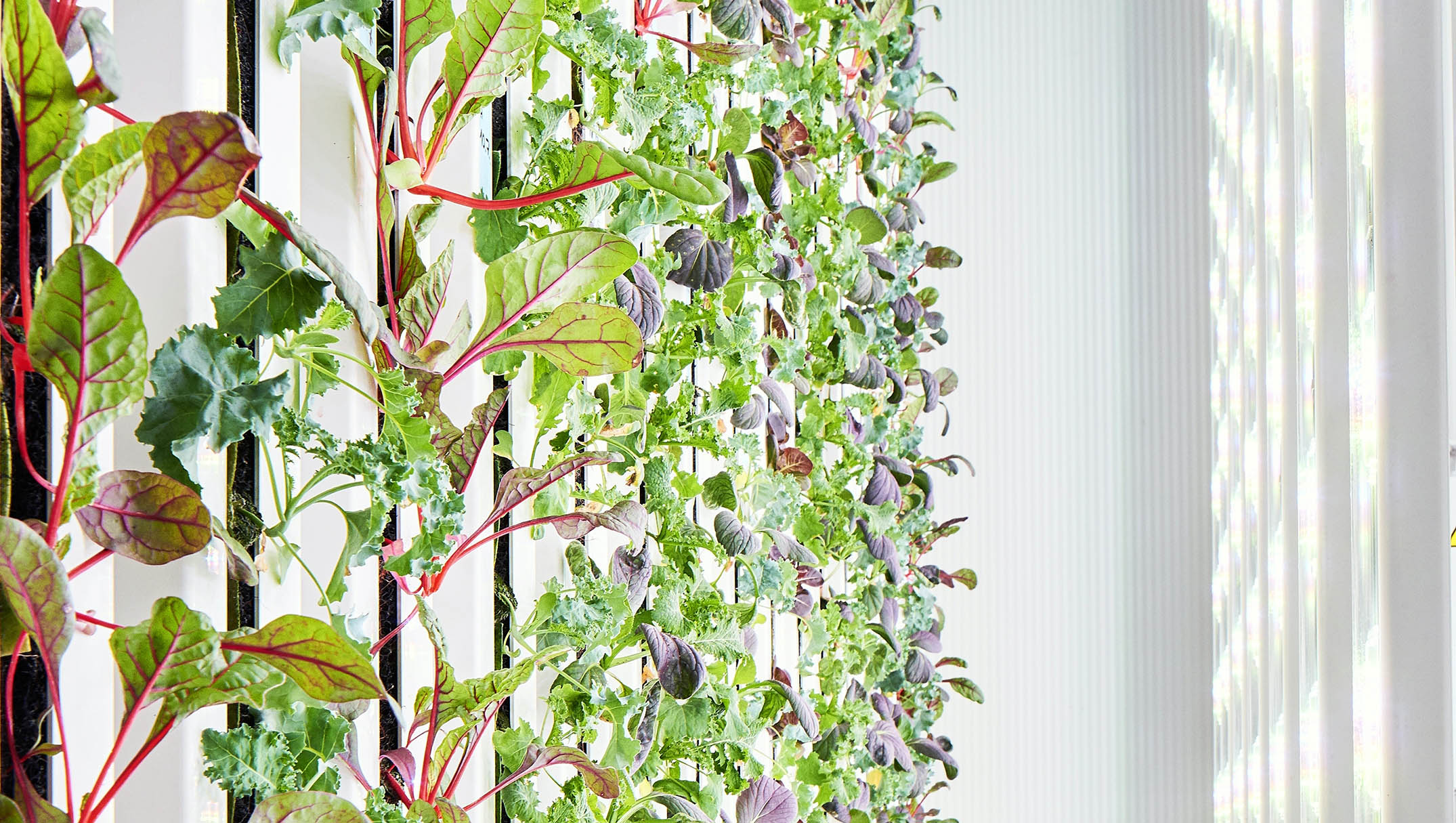 Lettuces and herbs grow upwards