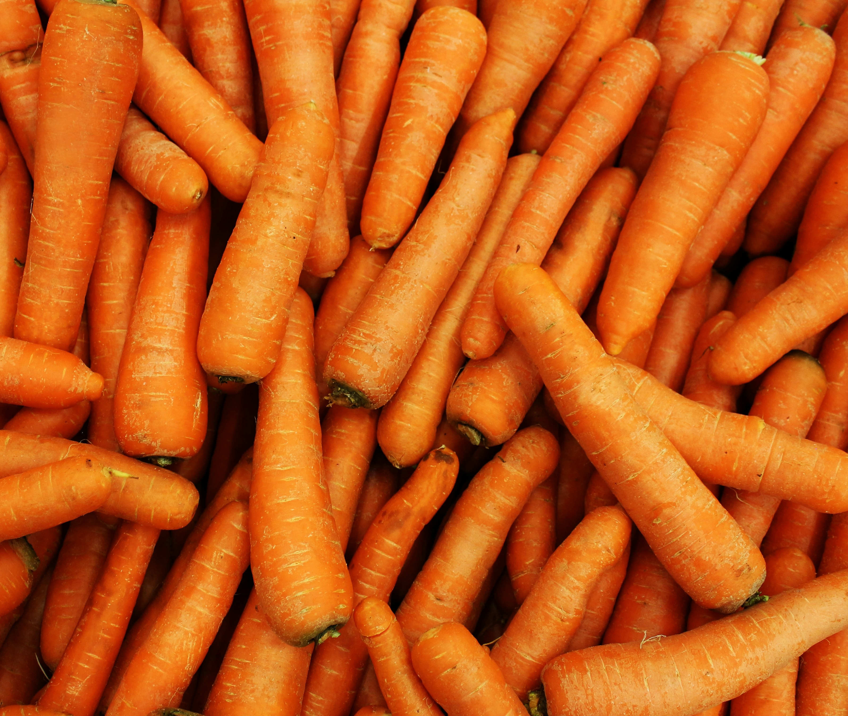 Carottes
