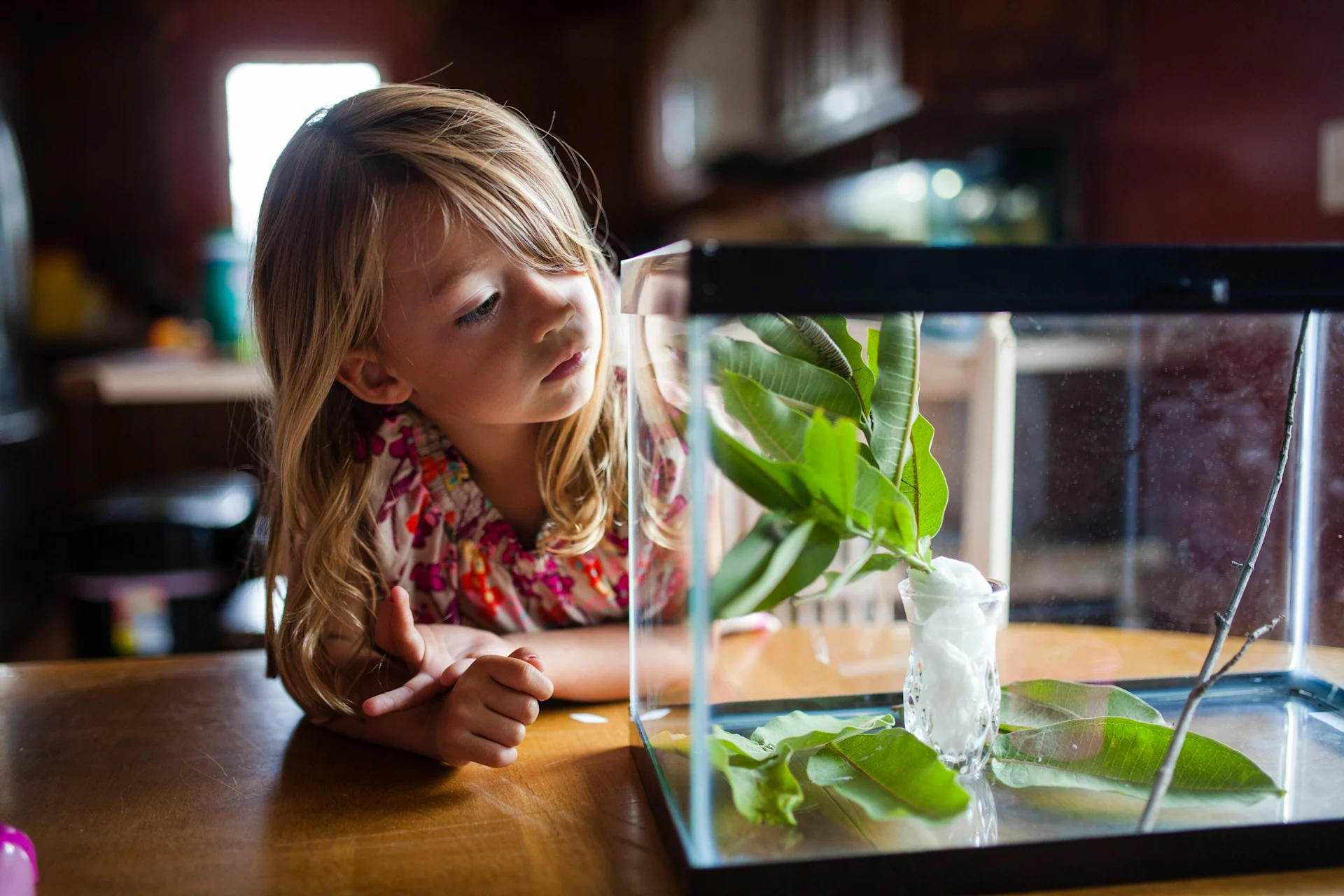 A girl looks into a caterpillar box