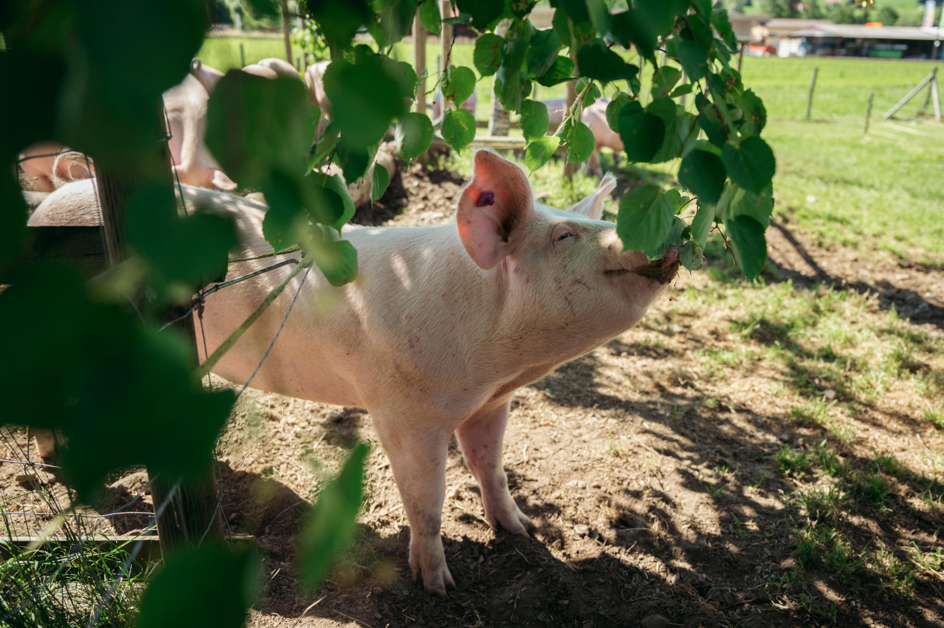 Ein Schwein knabbert im Freien an einem Baum