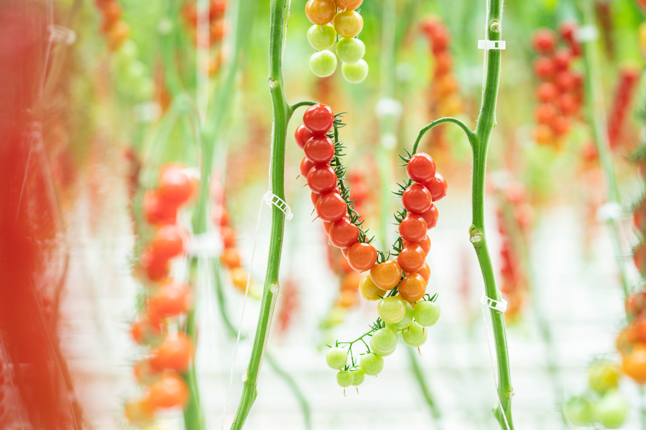 Tomates cerises sur la branche