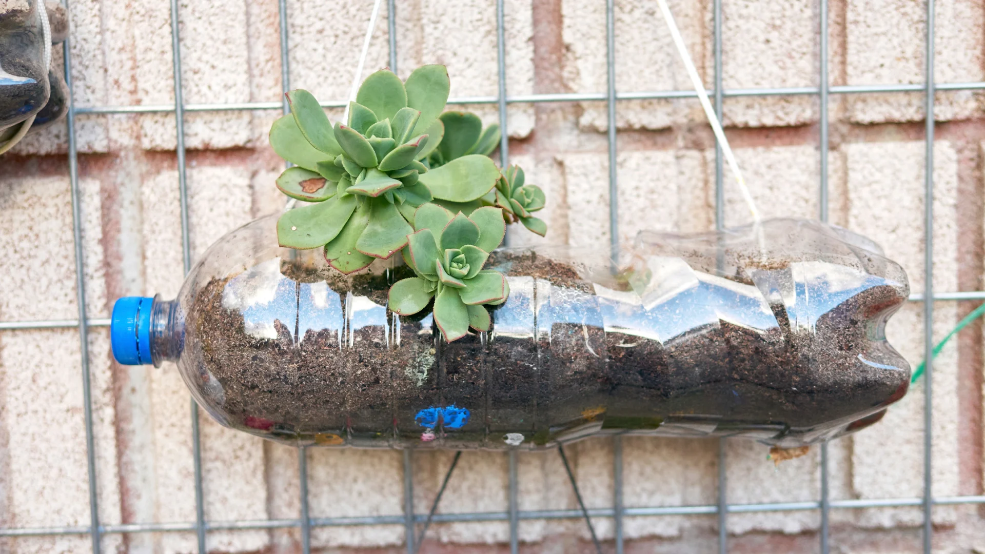 Plantes grasses dans des bouteilles en PET