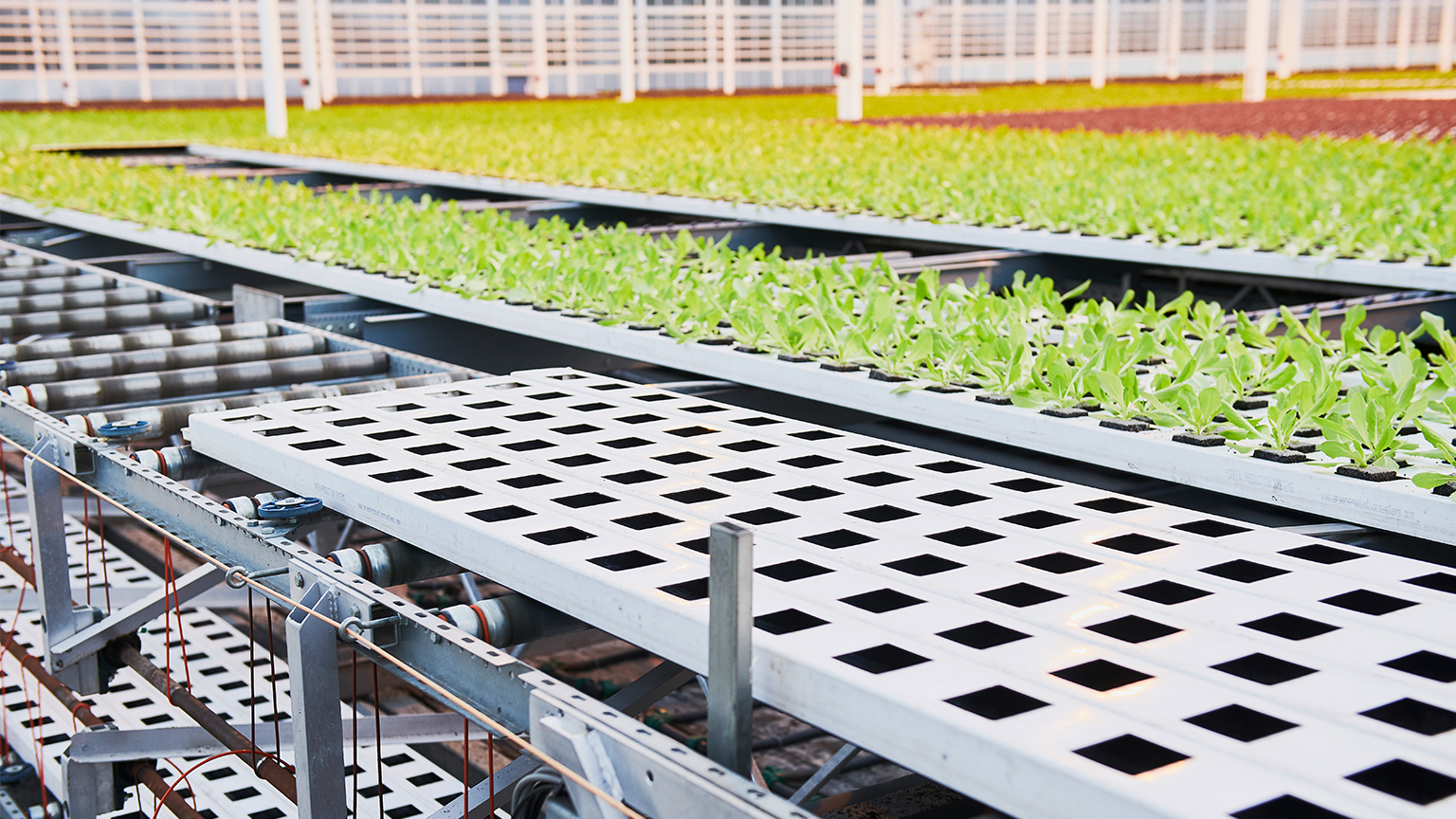 Water troughs in a greenhouse