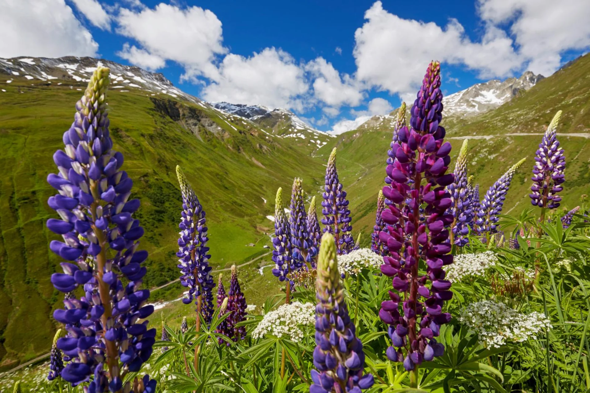 Vielblättrige Lupinen in violetter Blütenpracht, im Hintergrund der Furkapass