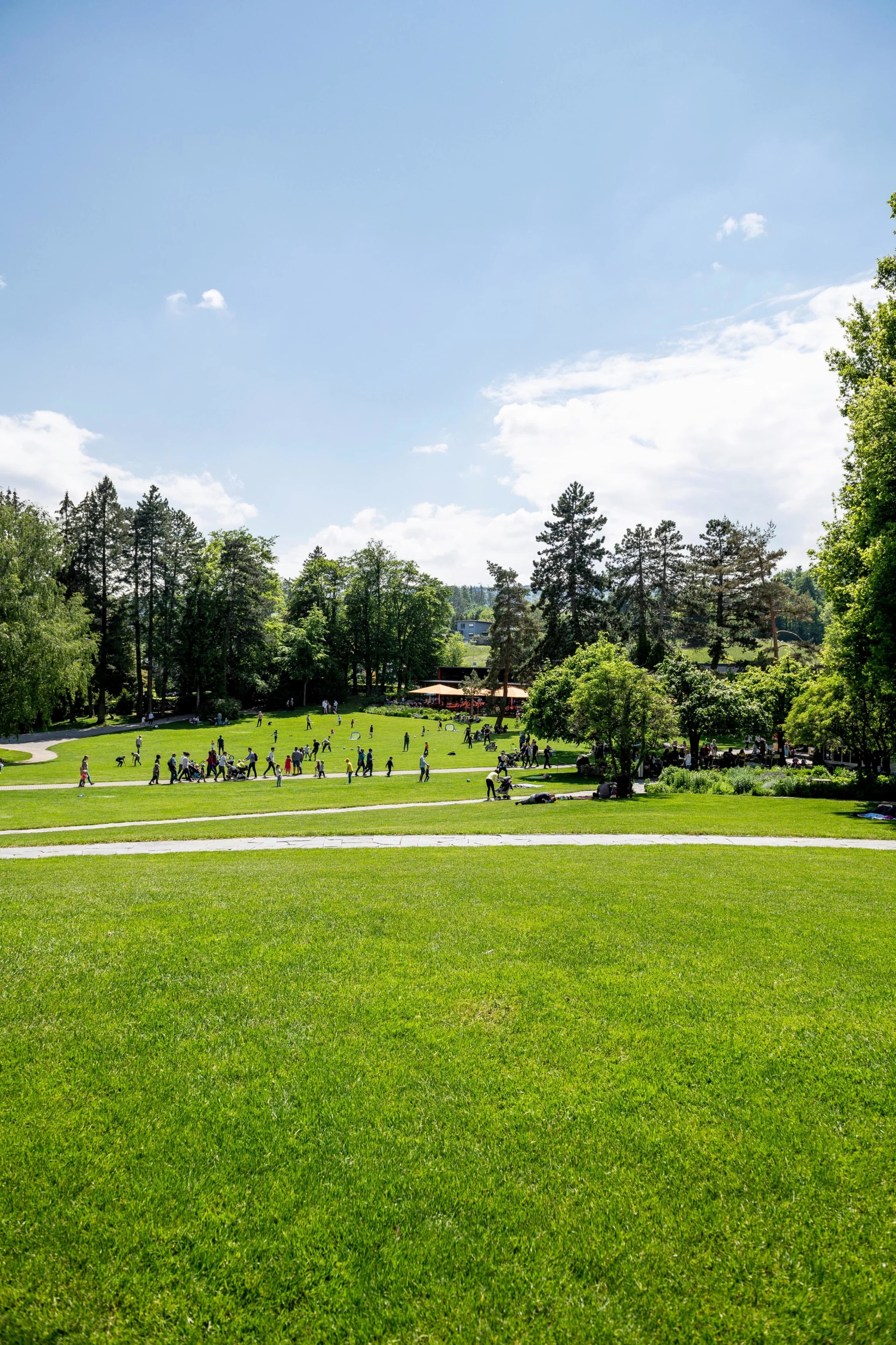 View over a park, a meadow in the foreground, trees in the background.
