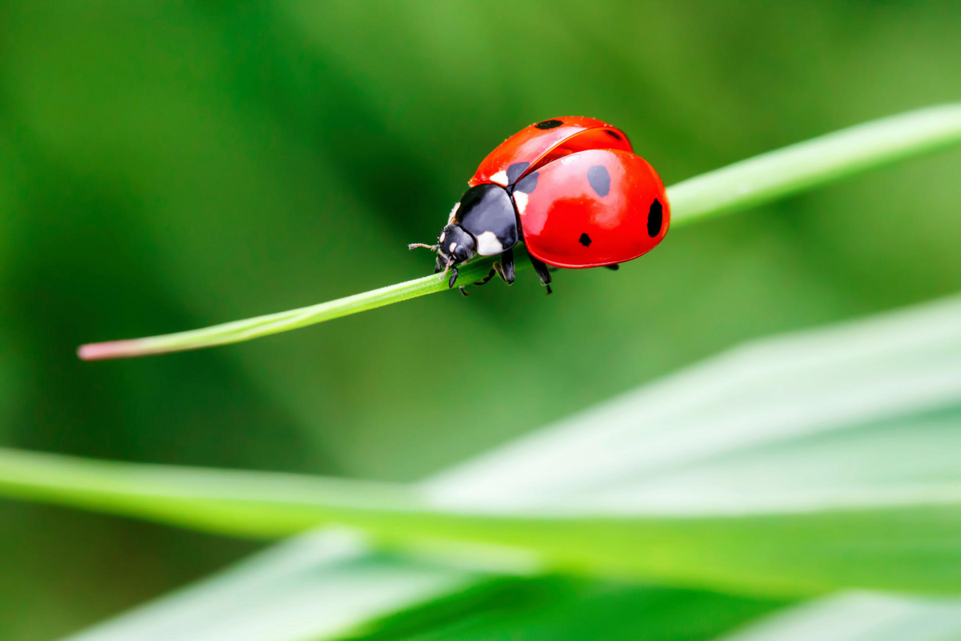 Une coccinelle sur une feuille