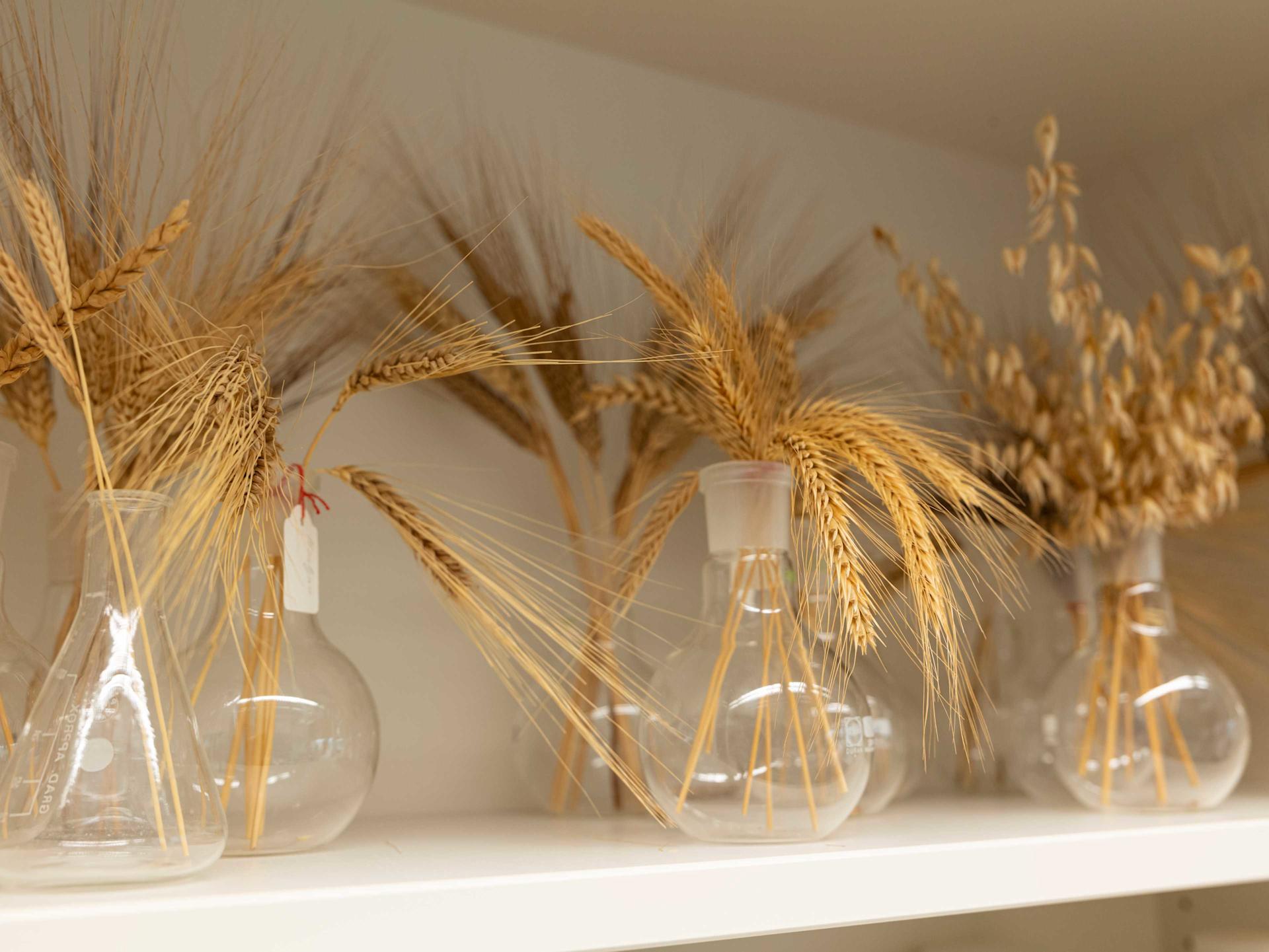 Flour samples are displayed on the shelf.