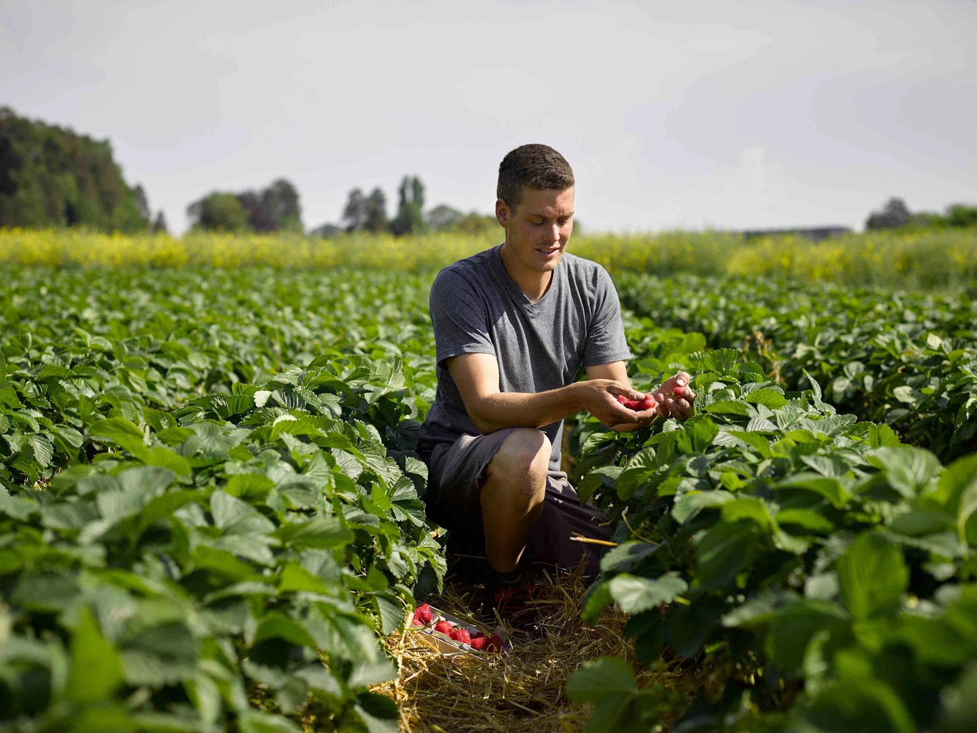 A man leans over a strawberry bush in a field.