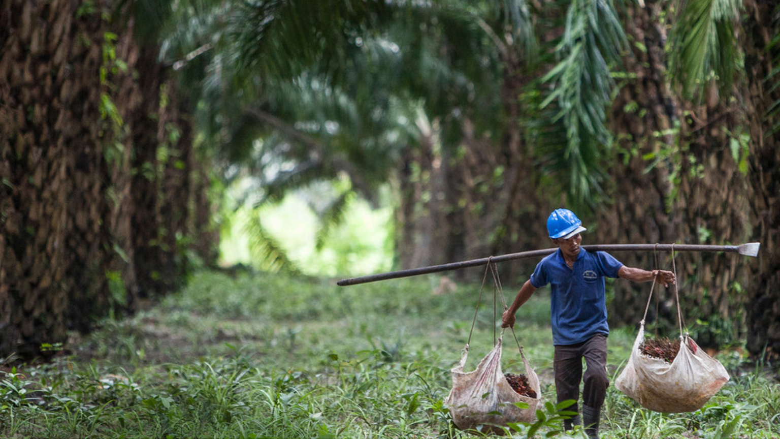 Un ouvrier porte sur ses épaules deux sacs remplis de fruits de palmier à huile.