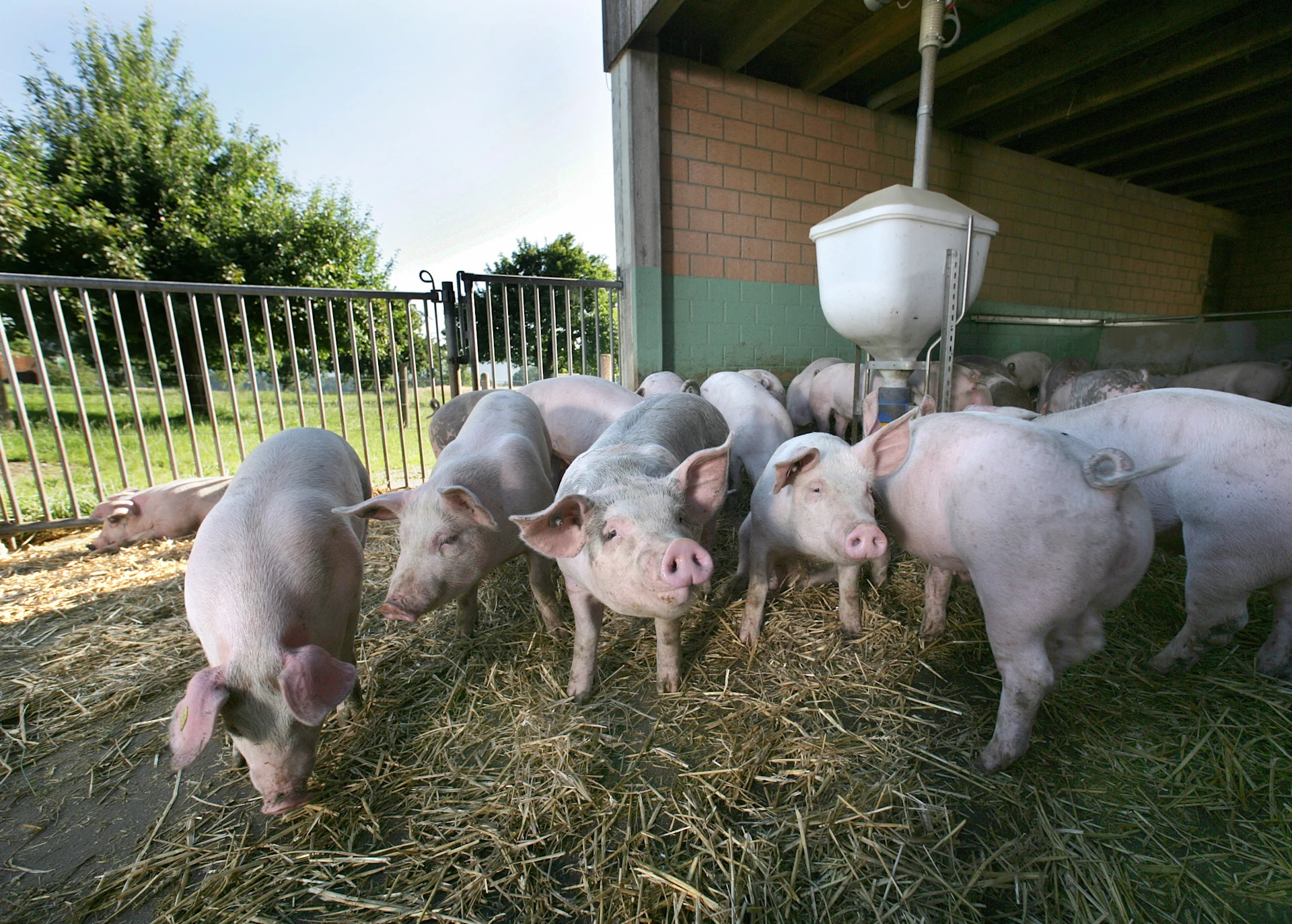 Schweine stehen auf Stroh in einem Offenstall