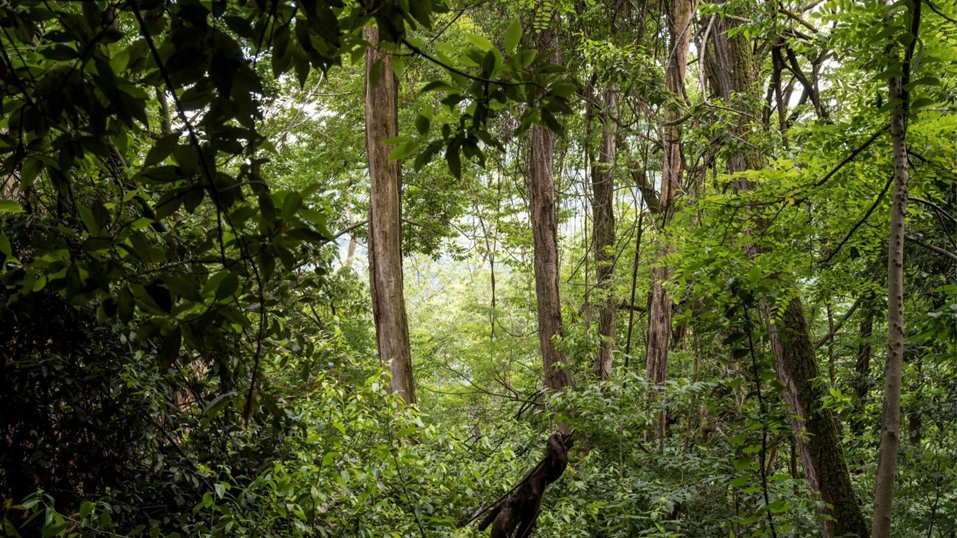 Trees in the Swiss Forest
