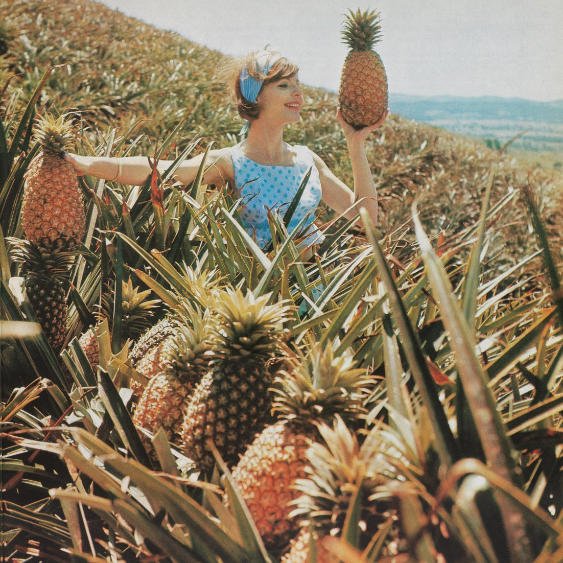 07_JB_1969_Ananas_Bild-a