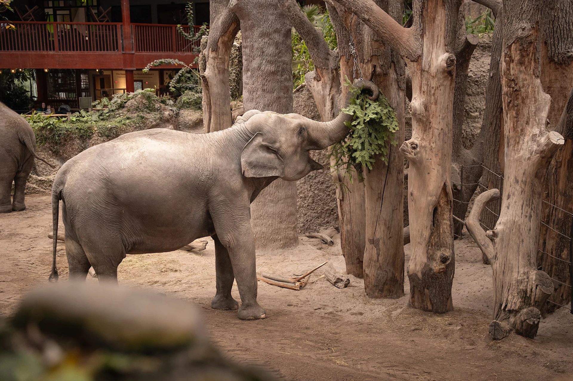 Weihnachtsbaumverfütterung Zoo Zürich