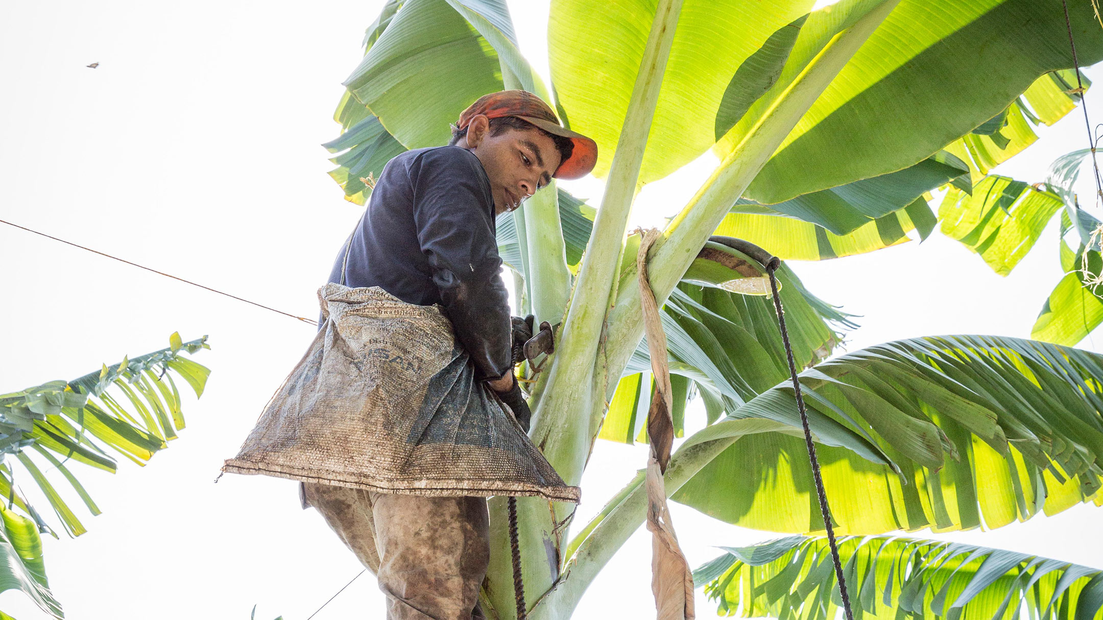 Bananenfarm in Südamerika