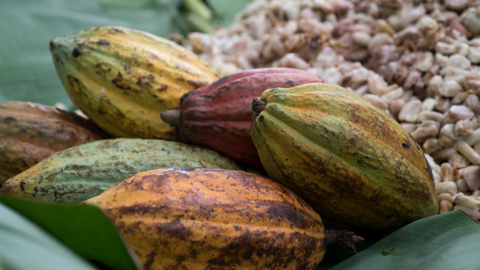 Cacao