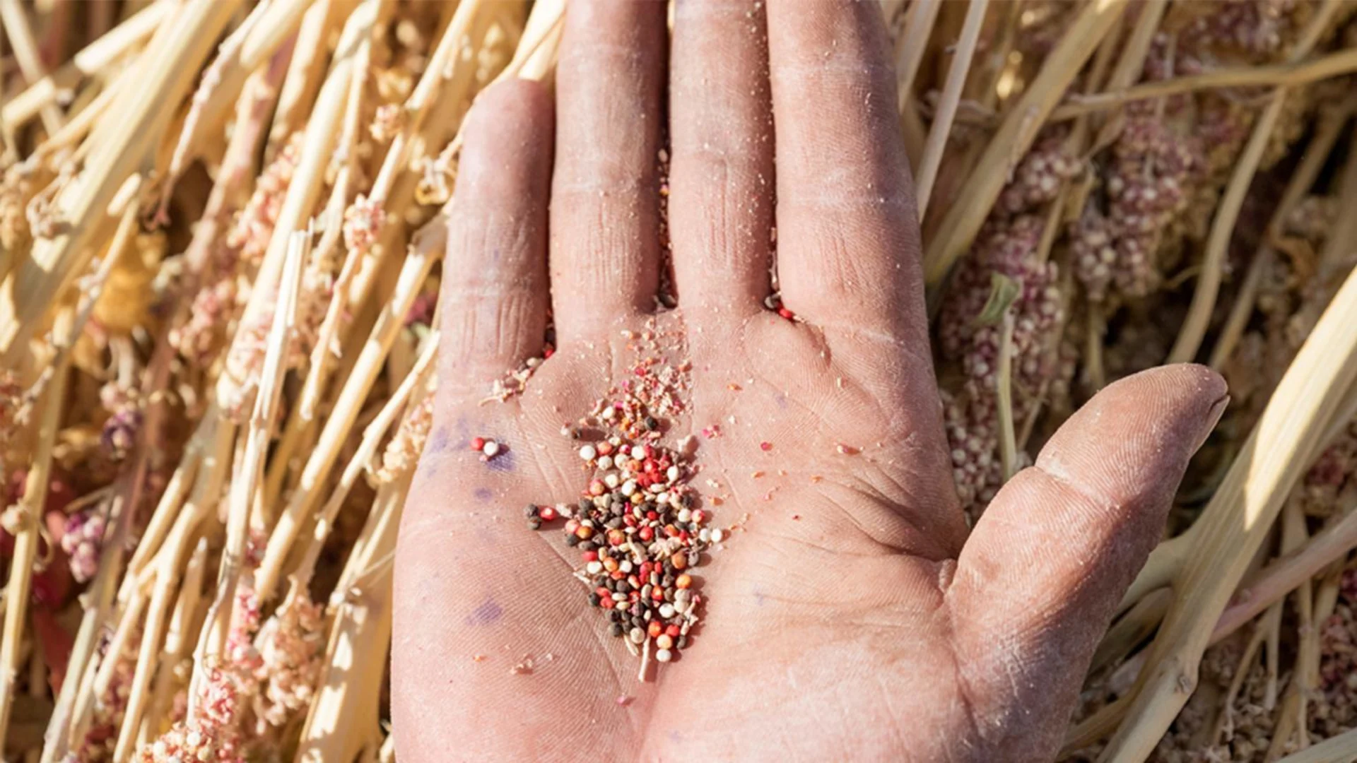 Une main avec des grains de quinoa de différentes couleurs.