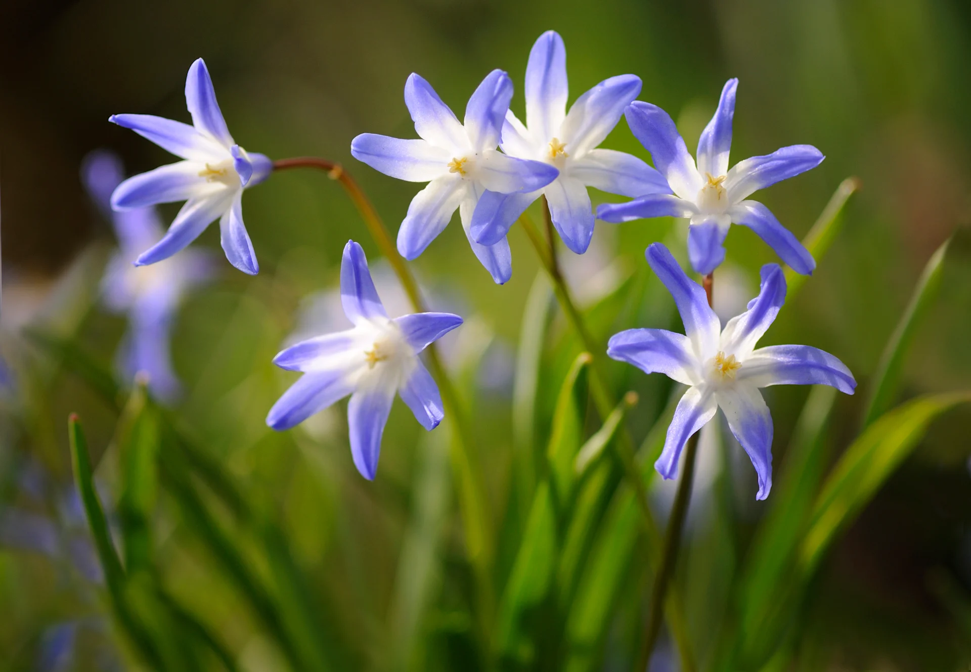 Gloria delle nevi di Forbes (Scilla forbesii)