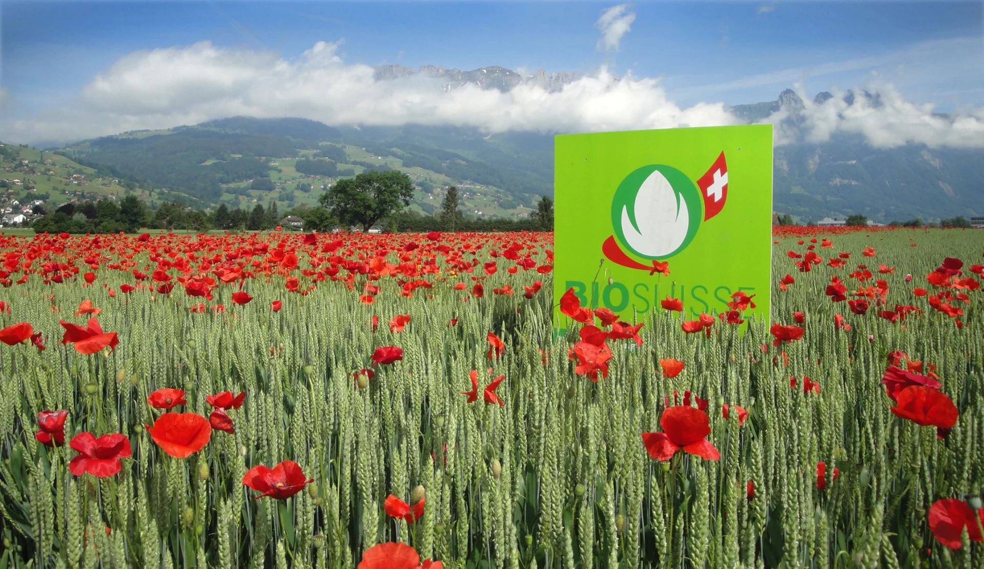 Feld mit Mohnblumen und das Bio-Suisse-Logo.