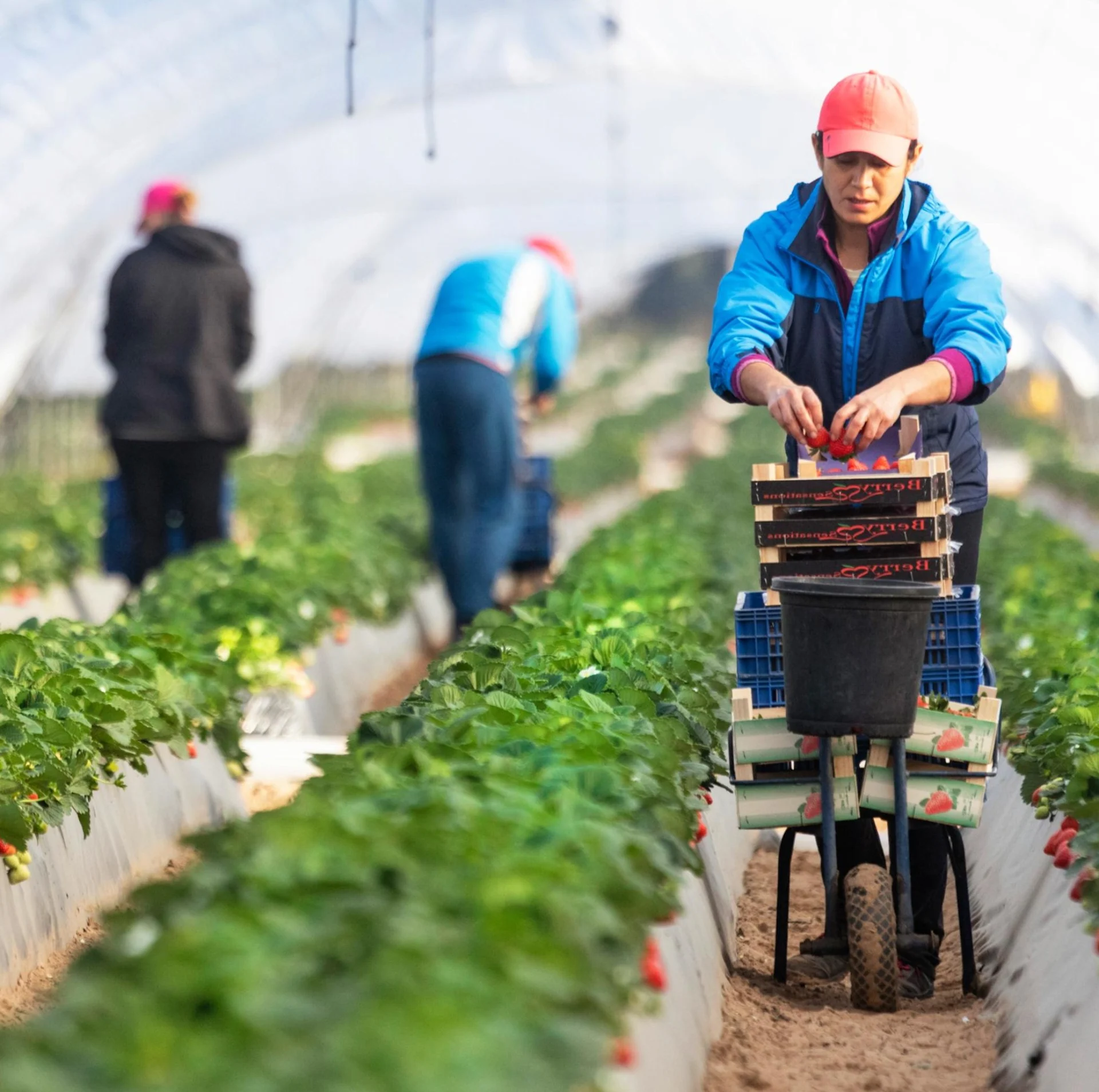 Strawberry harvest in the greenhouse