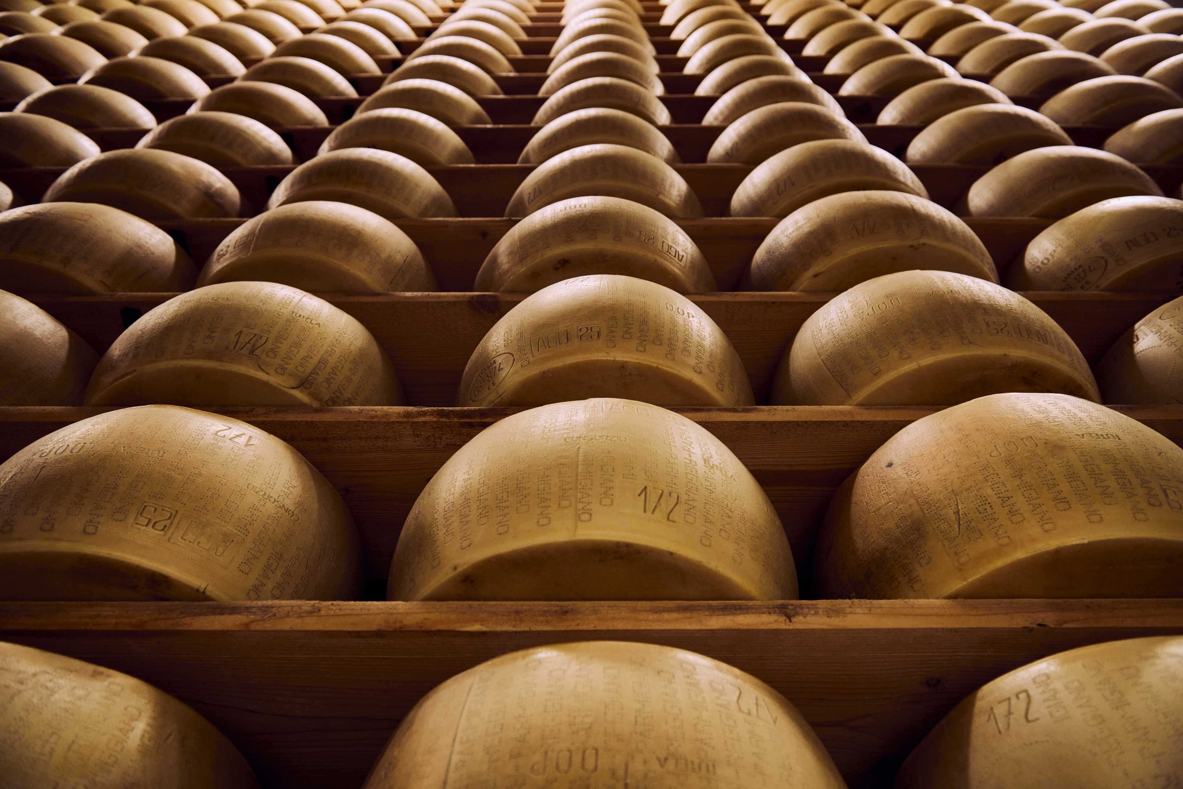 Parmesan loaves lie on the shelves in the warehouse.