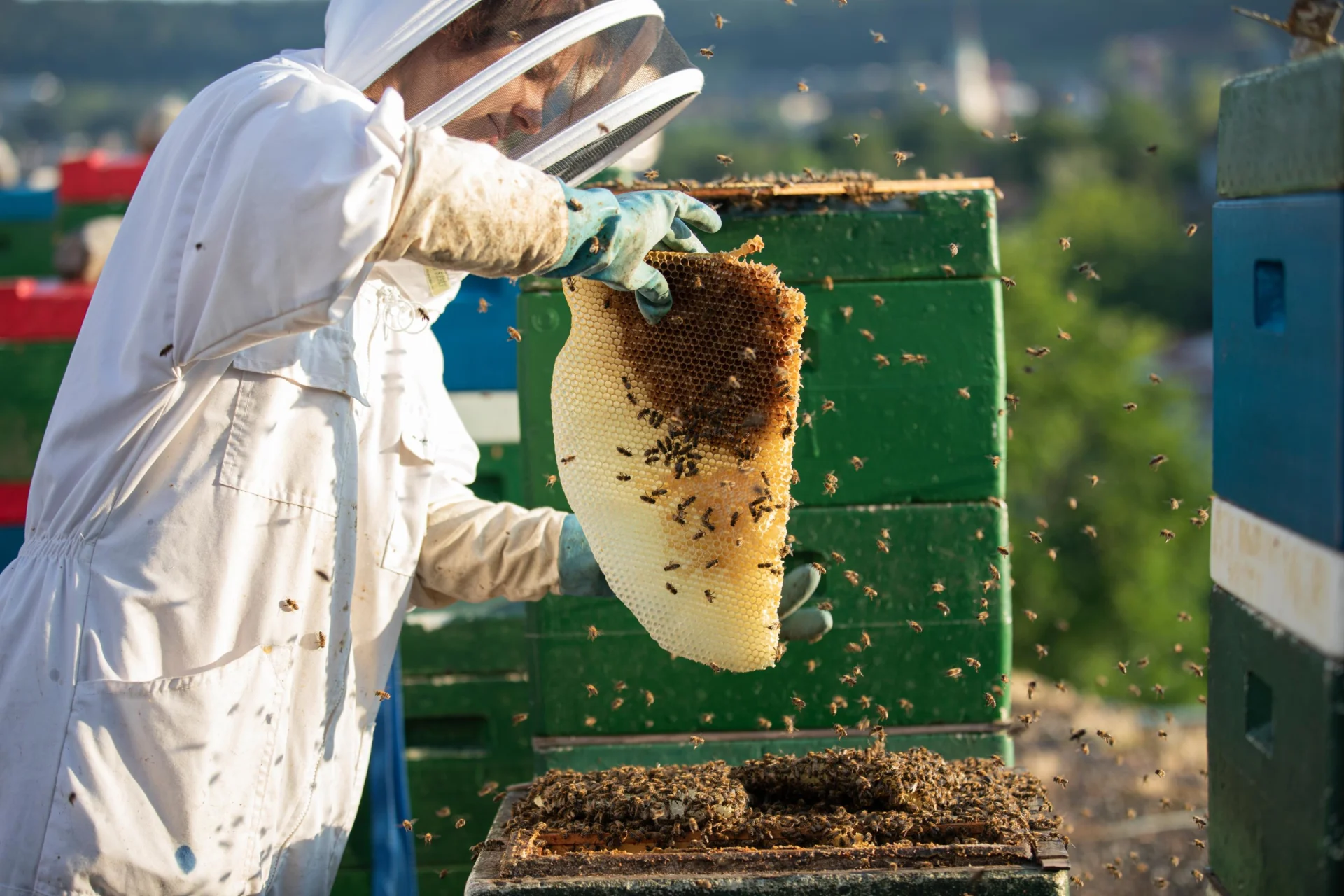 Beekeeper with honeycomb and bees