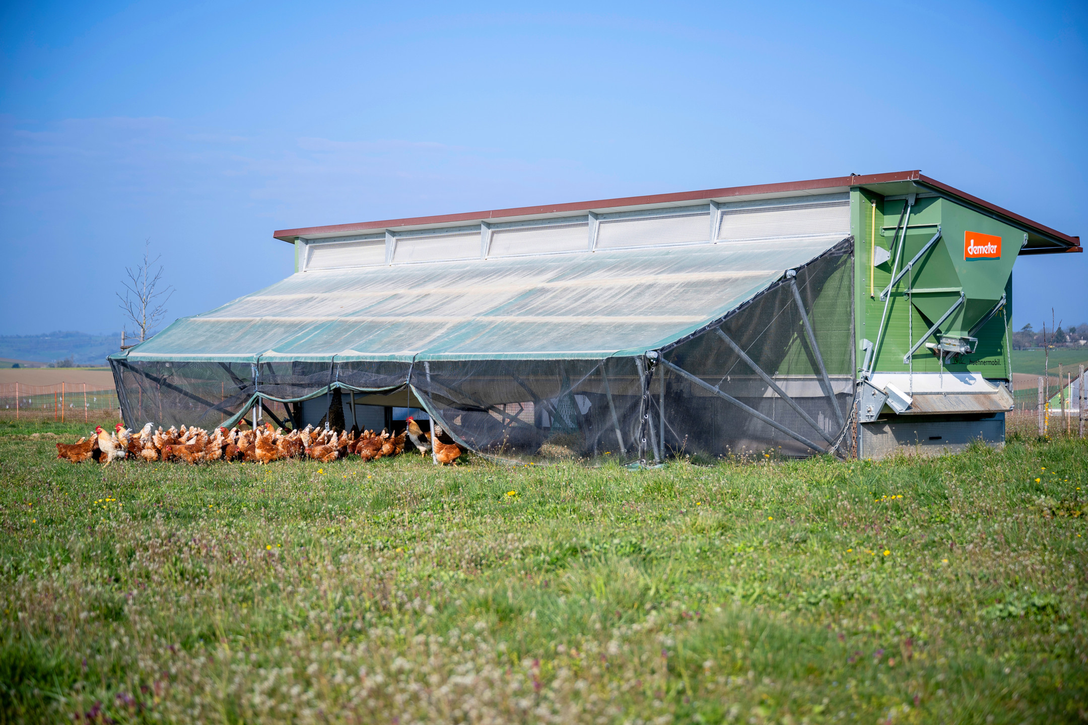 A mobile chicken coop in a meadow
